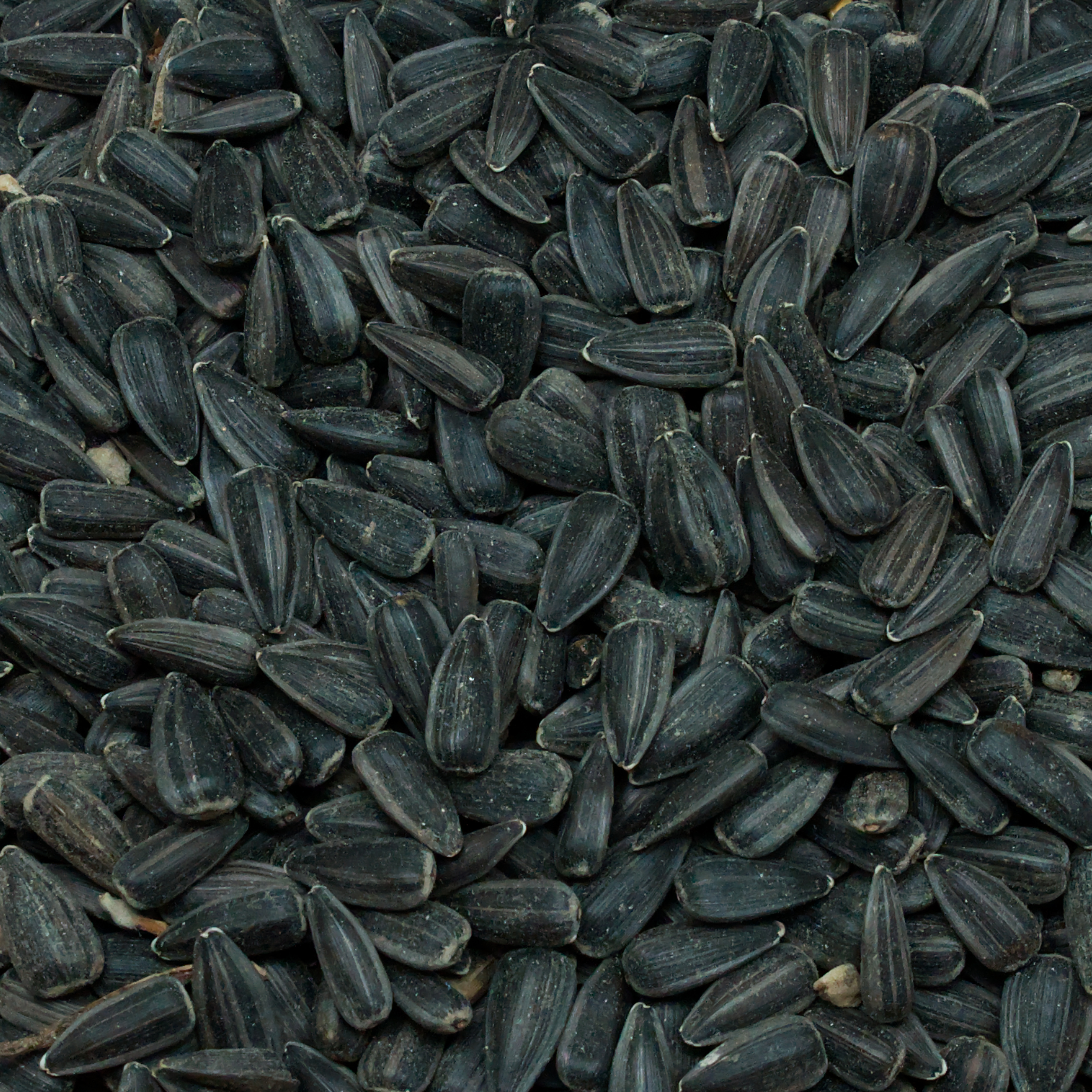 sonnenblumenkerne-schwazr-einzelfutter-fuer-voegel-koernerbude1 Sonnenblumenkerne, schwarz