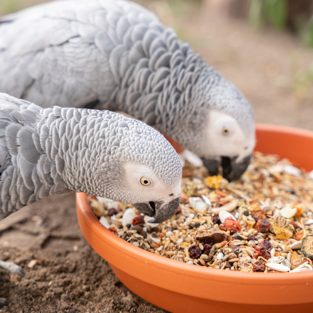 3afrika-graupapagei-futter-3