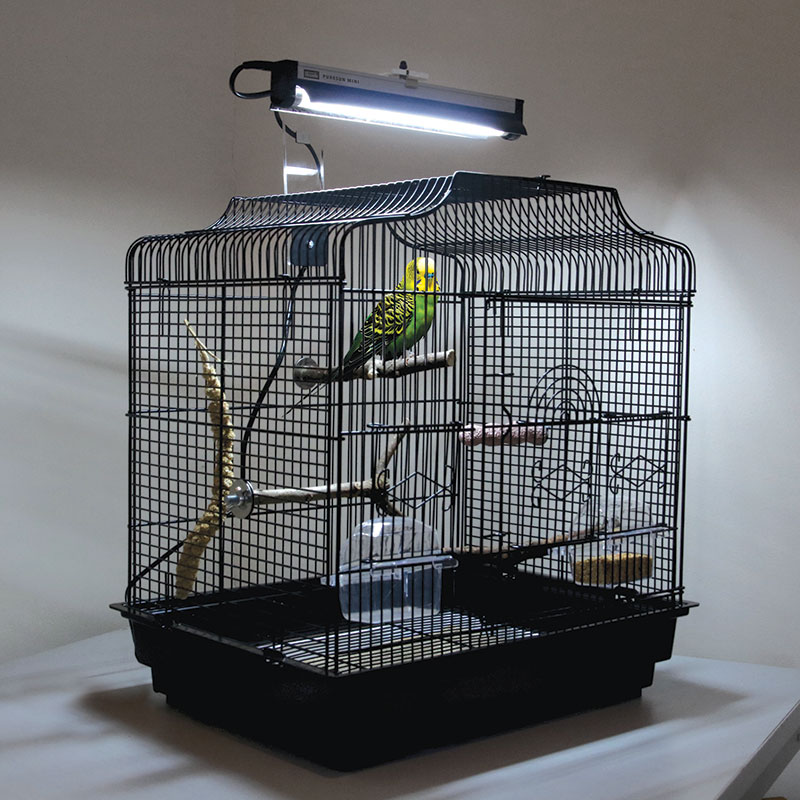 budgie-in-cage-puresun