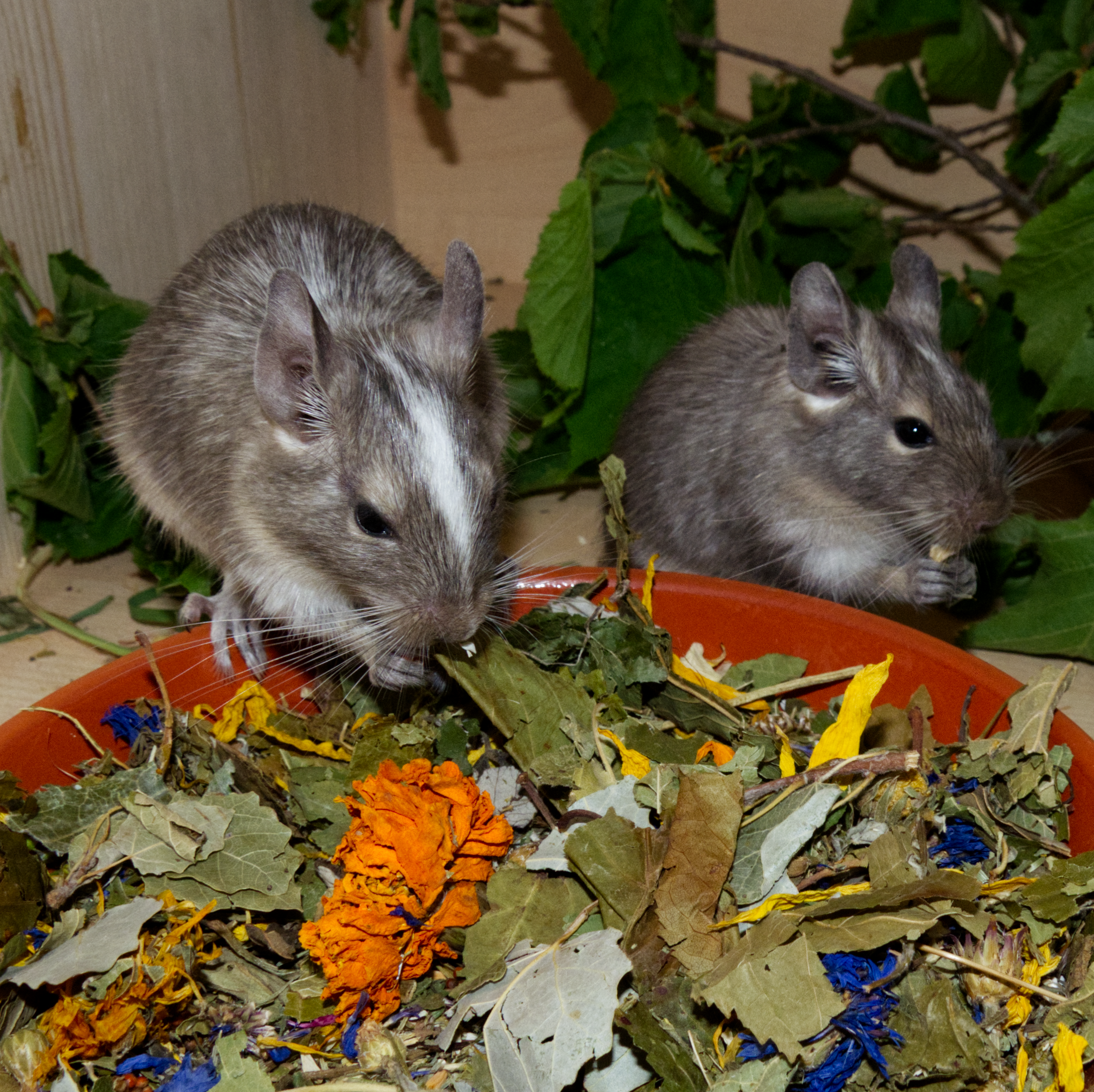 Degu KräuterMIX