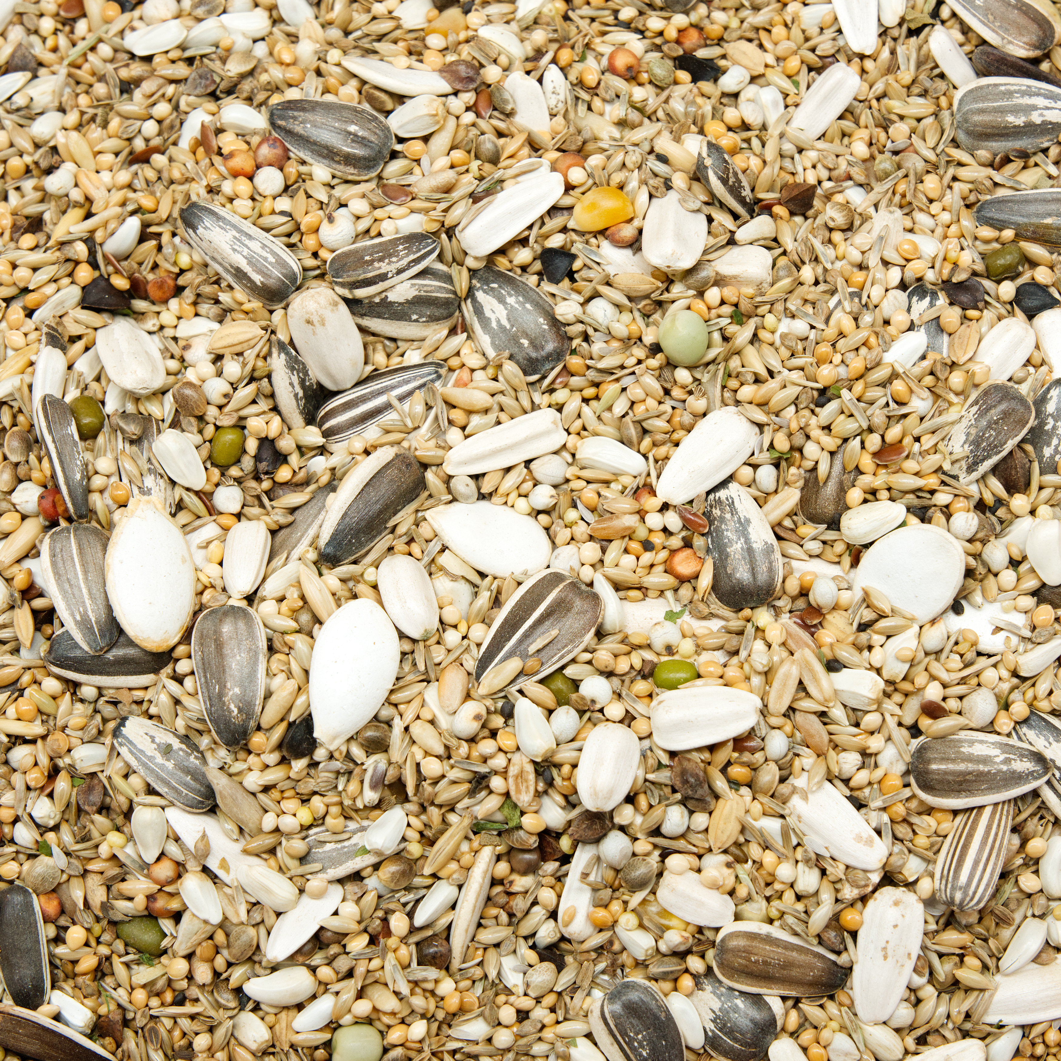 morgen_muesli_graupapageien_futter_koernerbudeVwMnyBNxTQY6S