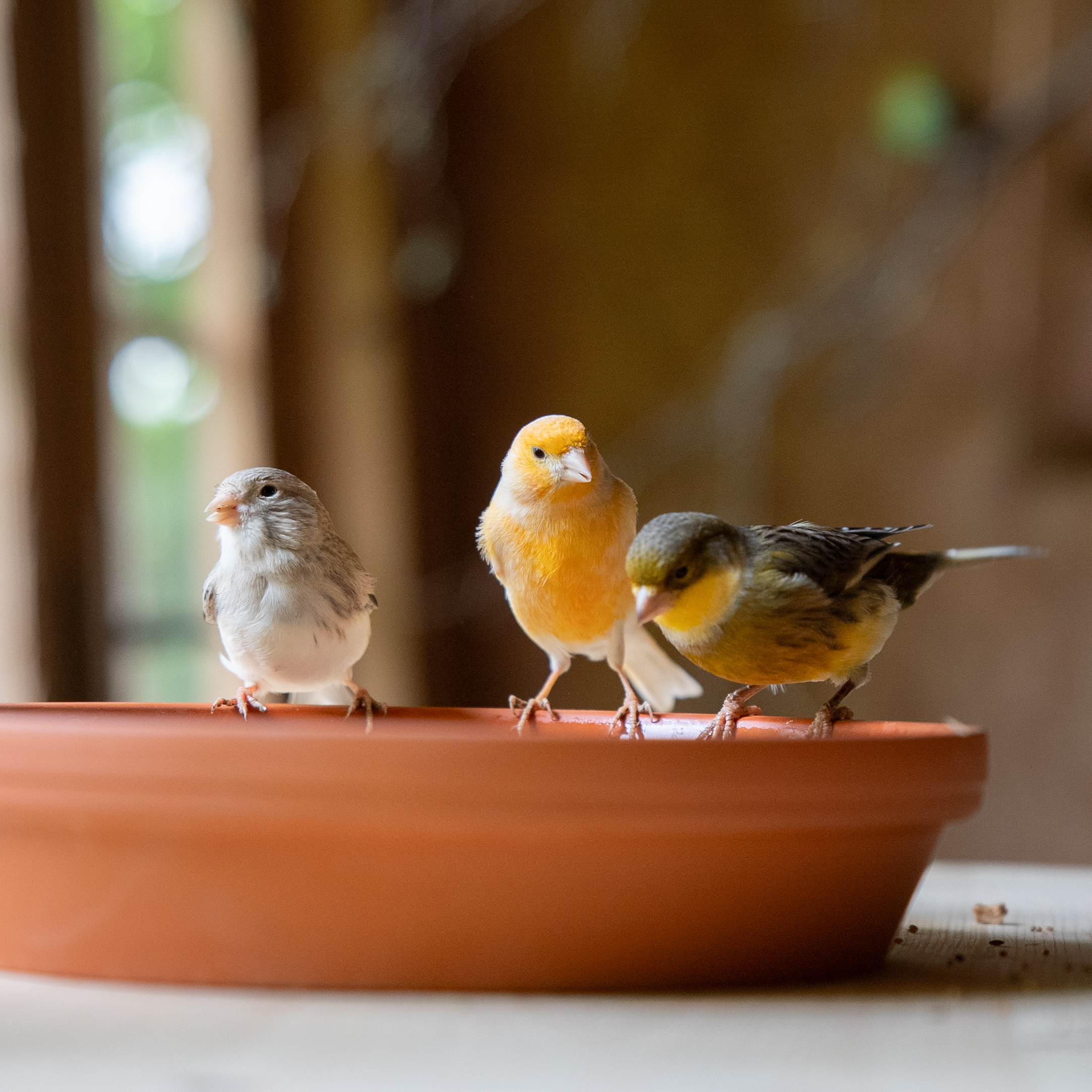 kanarien_I_kanairenfutter_koernerbude_shopbilder4