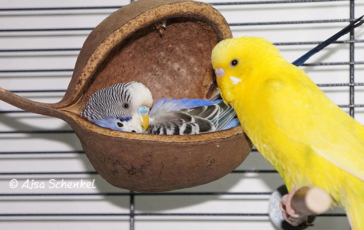 Körnerbude Buddha-Schaukel mit Lederband