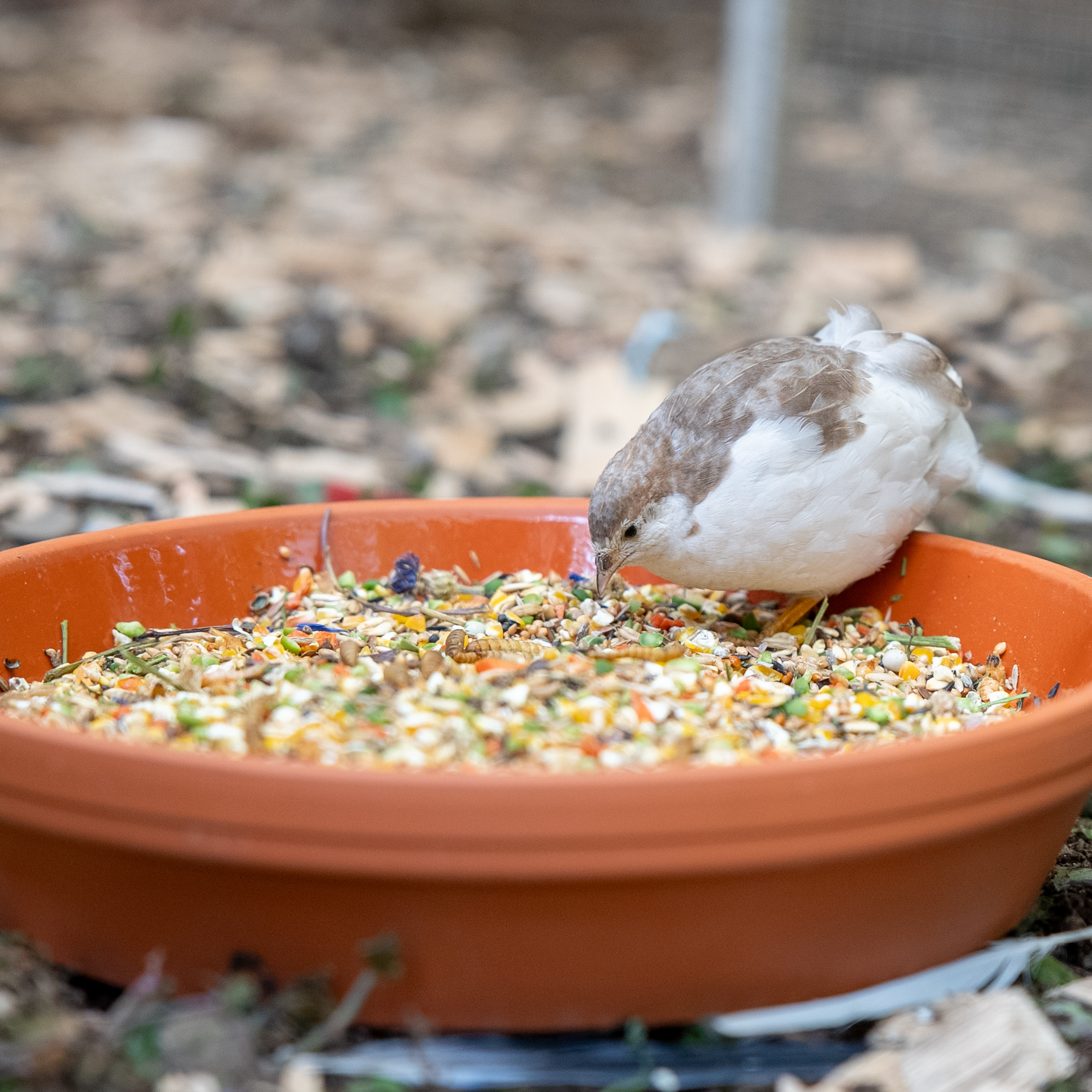 wachtelfutter-wachteltraum-zwergwachtel-futter1
