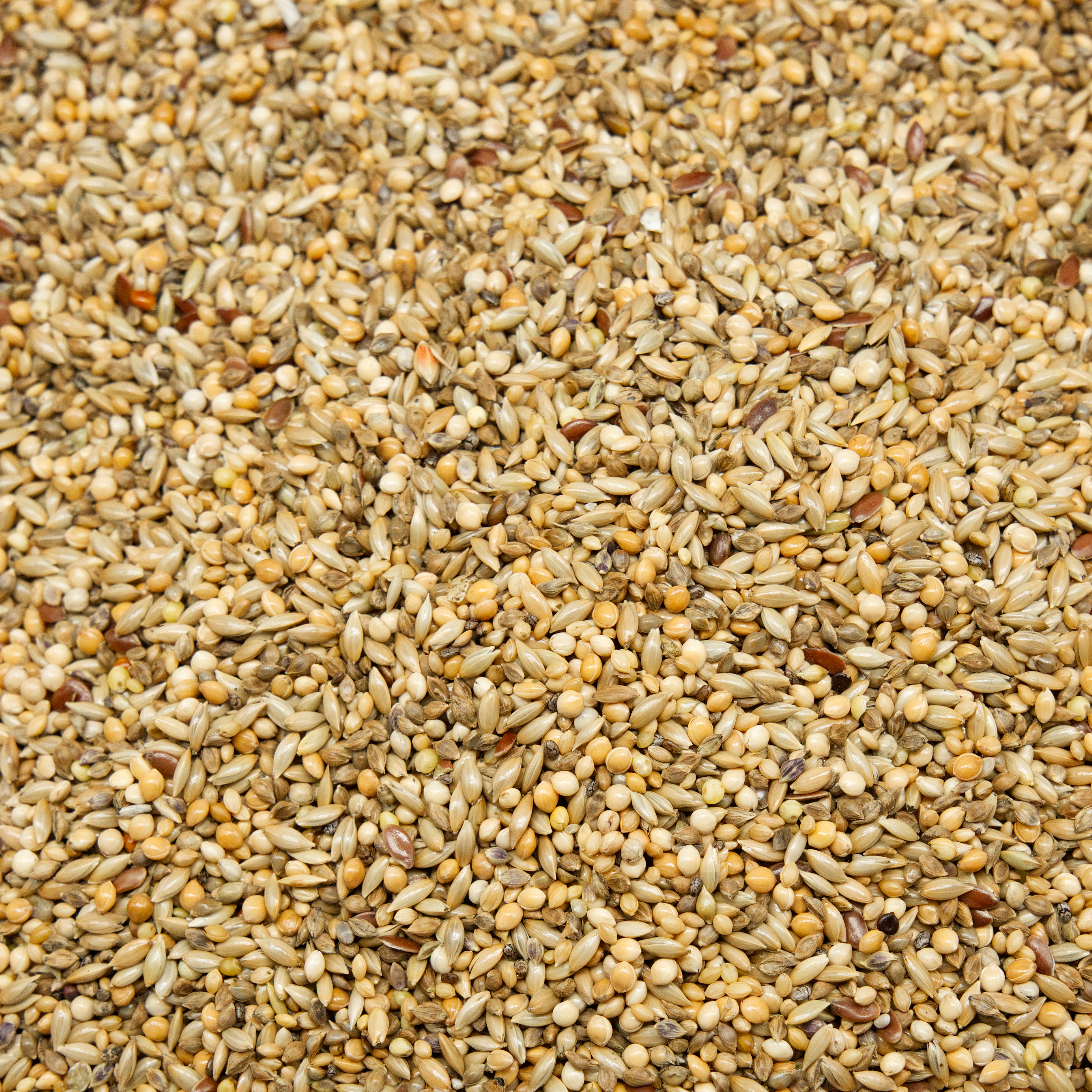 mischung_jod_wellensittichfutter_koernerbude Mischung Jod 500g