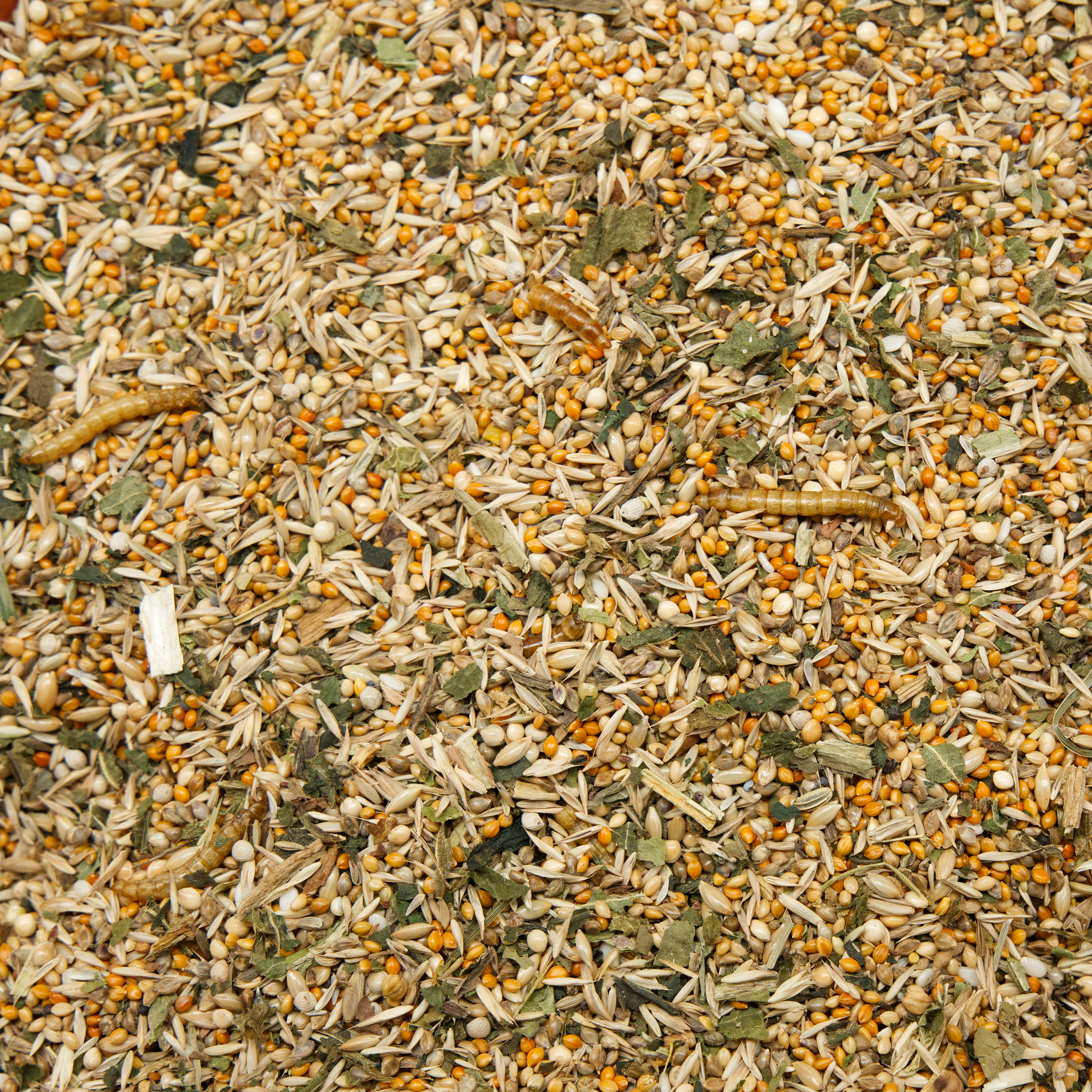 Diamanttauben Mischung