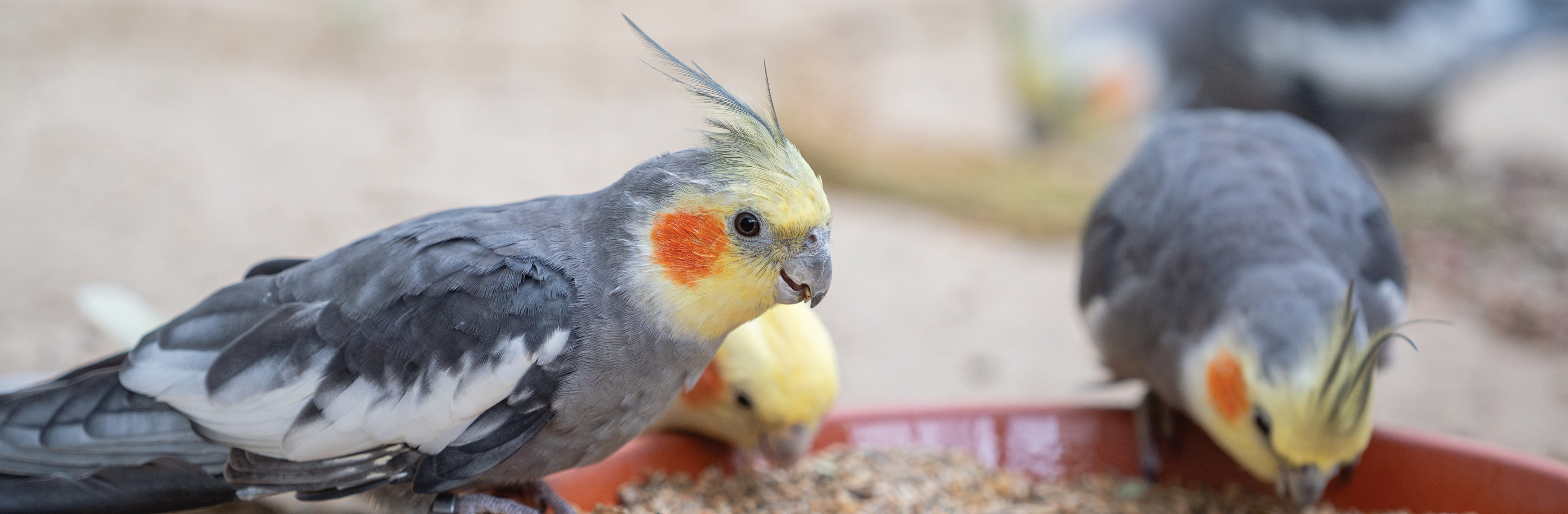 banner-kategorie-basisfutter-nymphensittichVFG4dNEVVh4mD