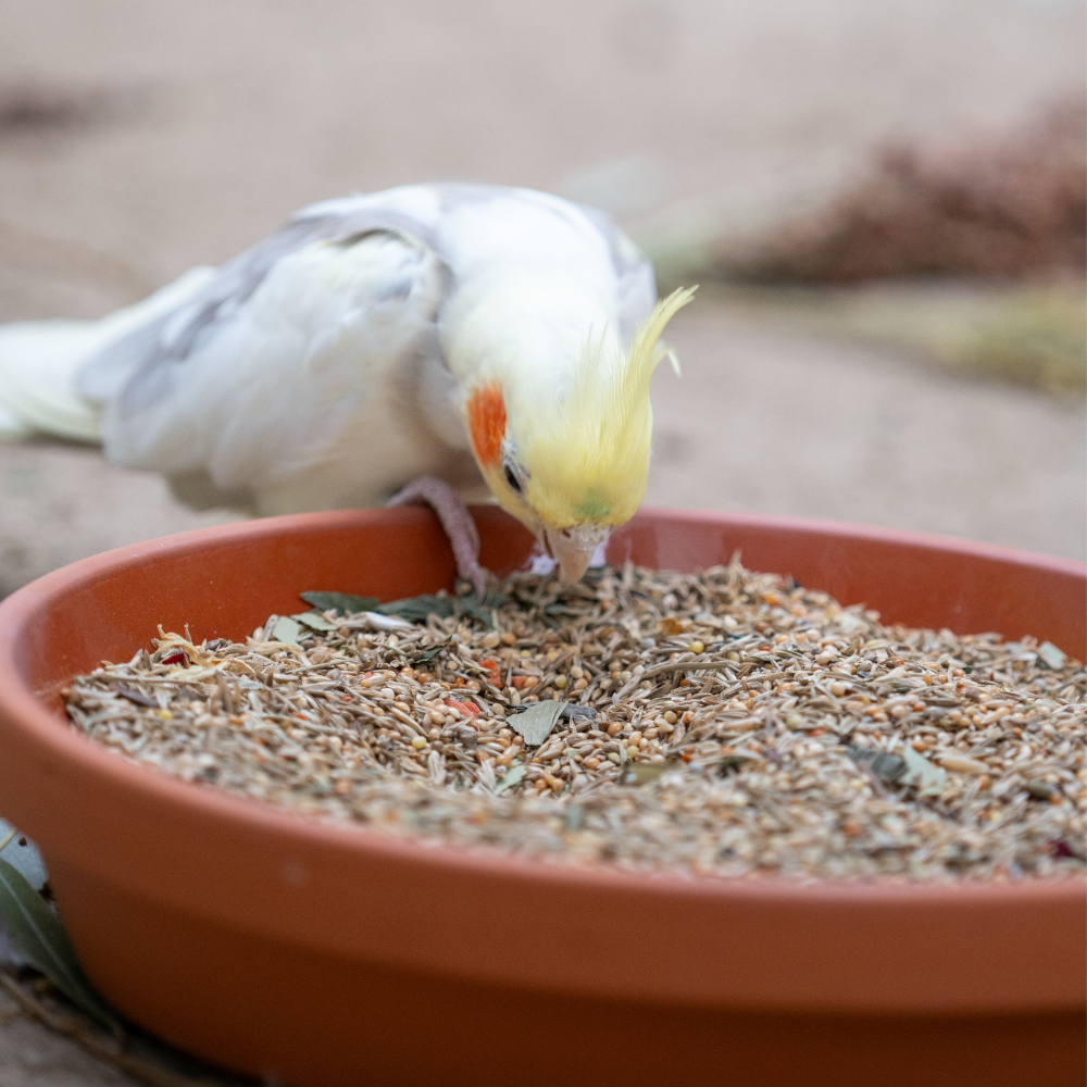 nymphensittich-australien-nymphensitttichfutter-3