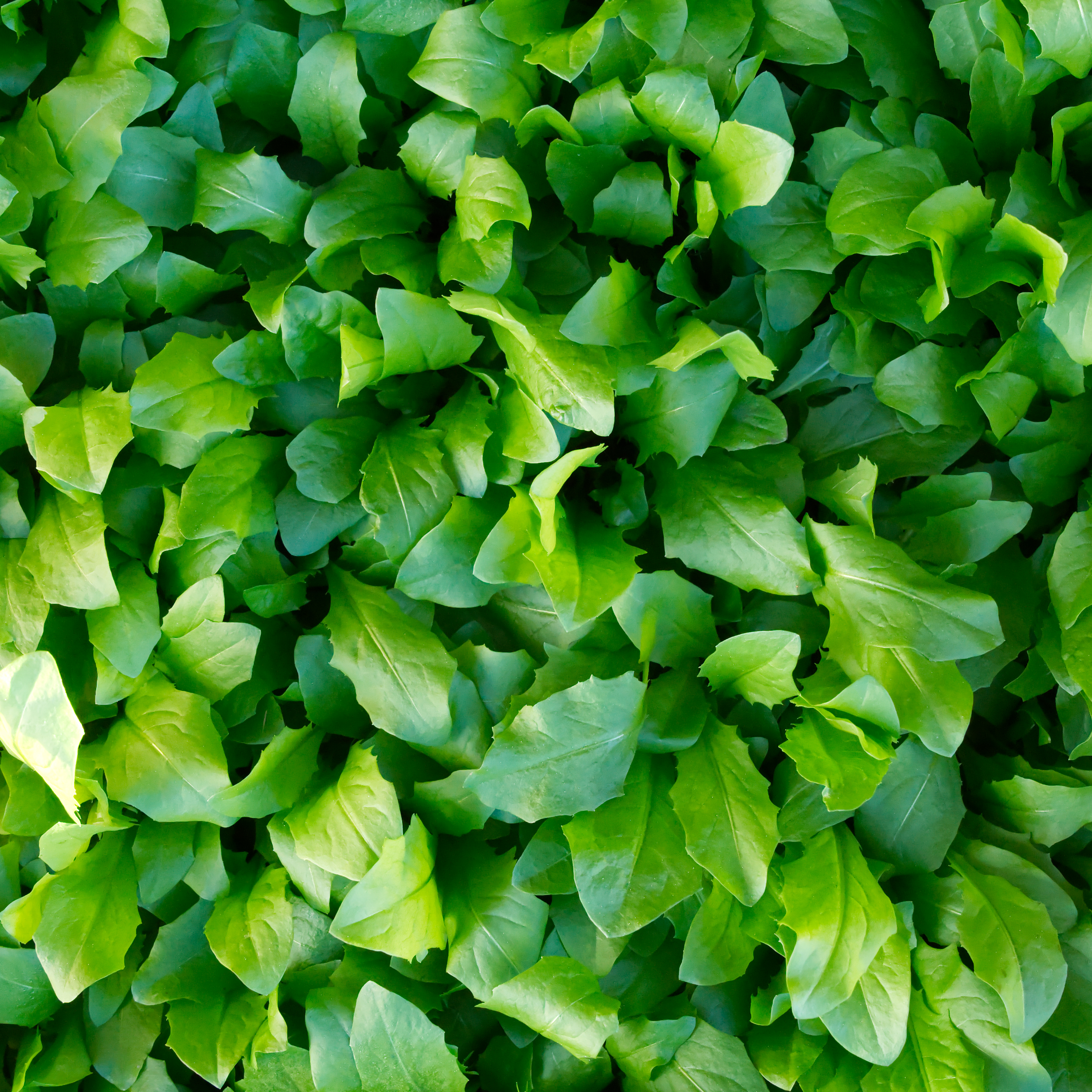 Löwenzahn, naturbelassen