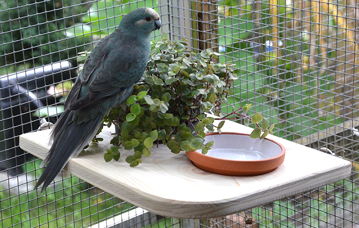 sitzbrett_doppelnapf