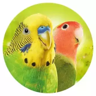 Geeignet-fuer-19-Kleinsittiche