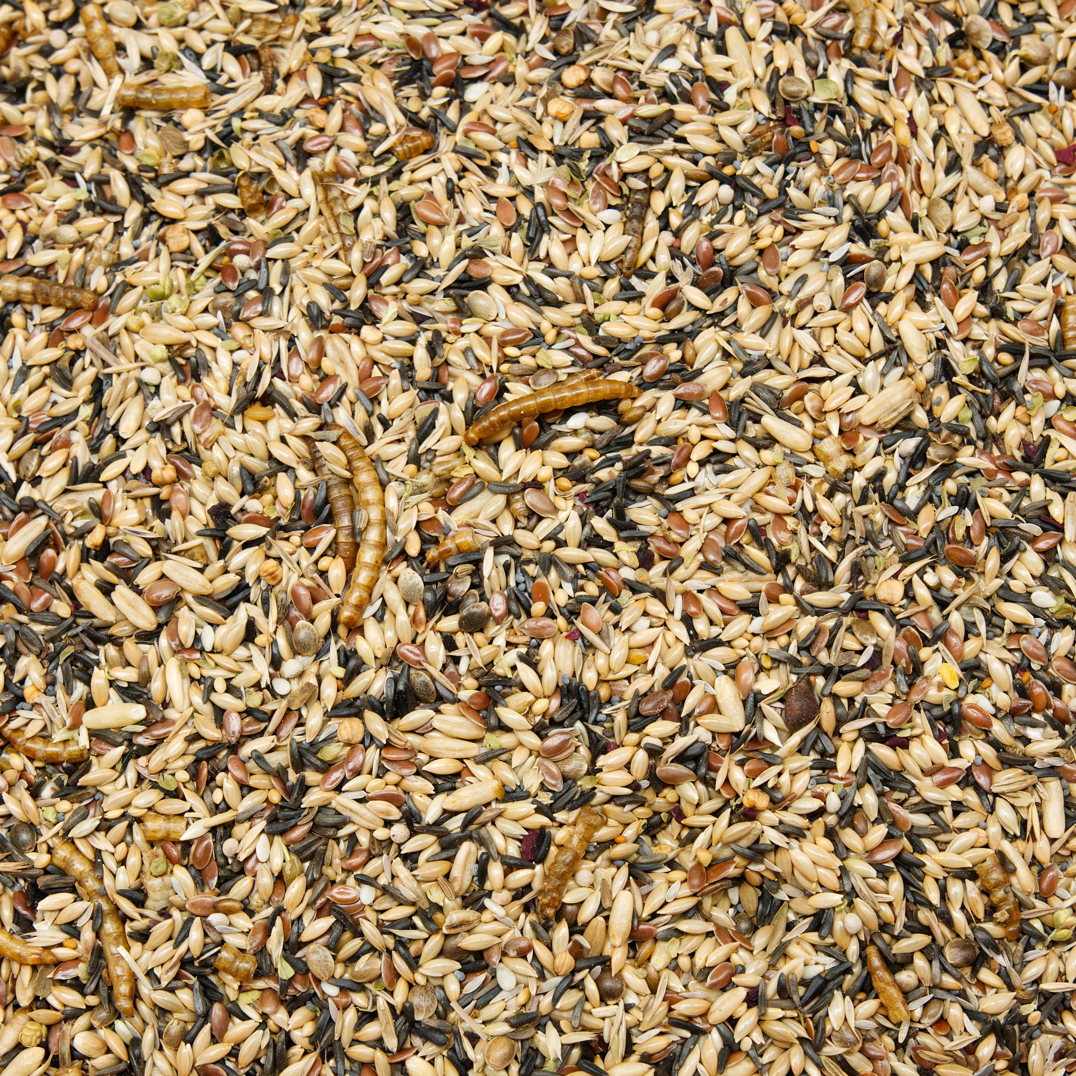 kanarien_zucht_spezial_kanarienfutter_koernerbude Kanarien Zucht Spezial