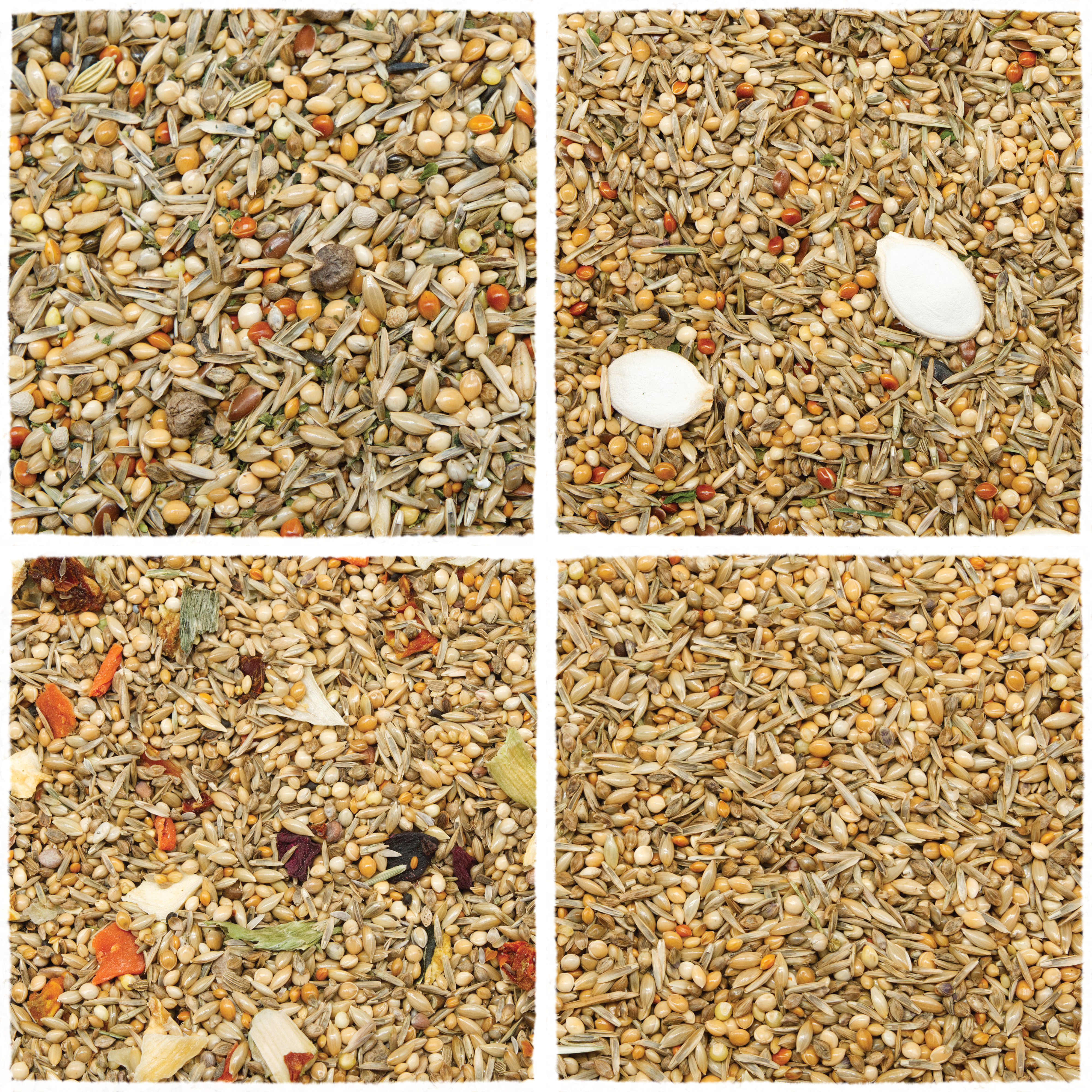 Schnupper Menü Nymphensittiche