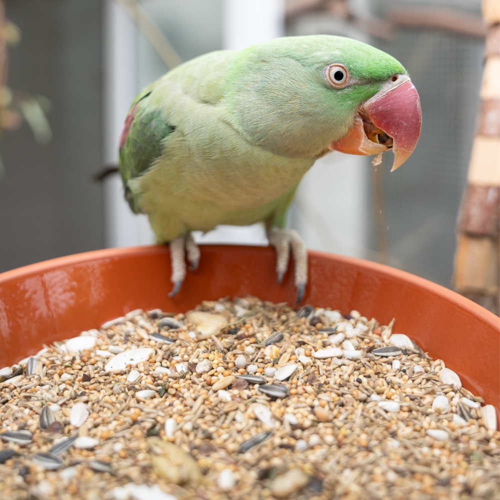 Basismischung Halsbandsittiche