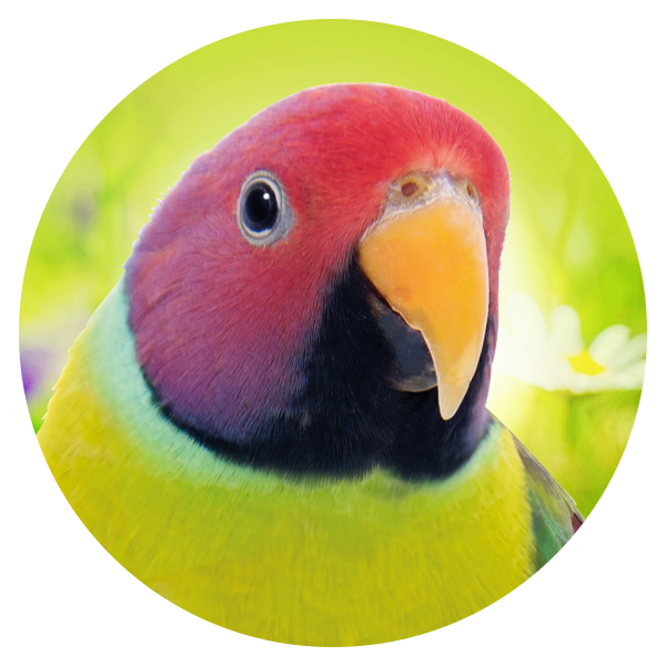 Geeignet_F-r_12_Halsbandsittiche5CTHiByVLNnmk