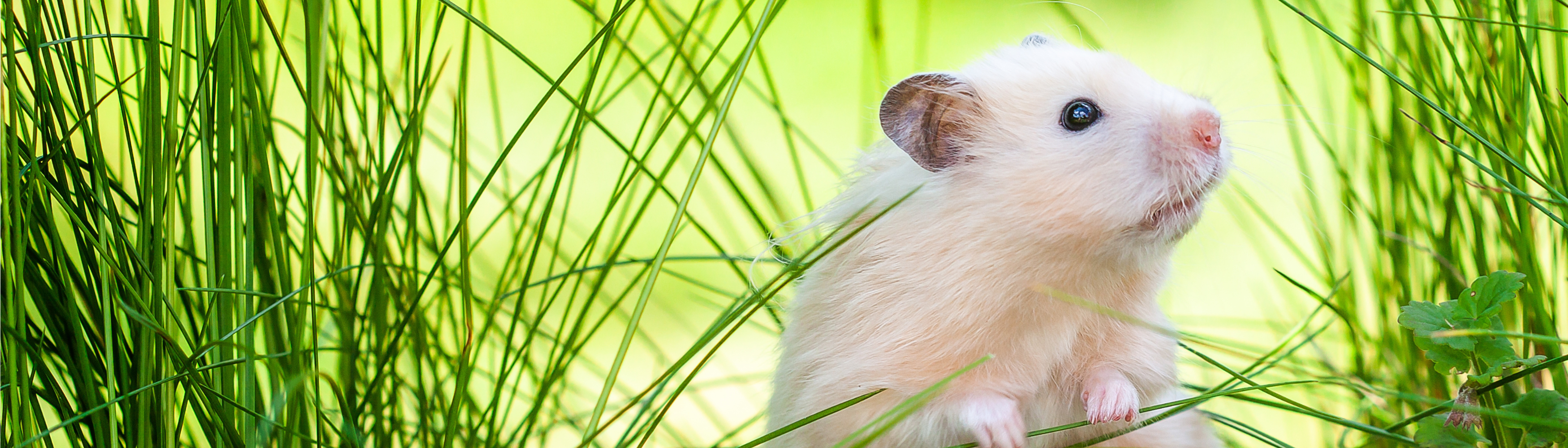 kleintierfutter_hamsterrechts