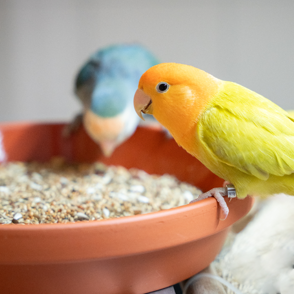 agaporniden-neophema-futter Agaporniden / Neophema