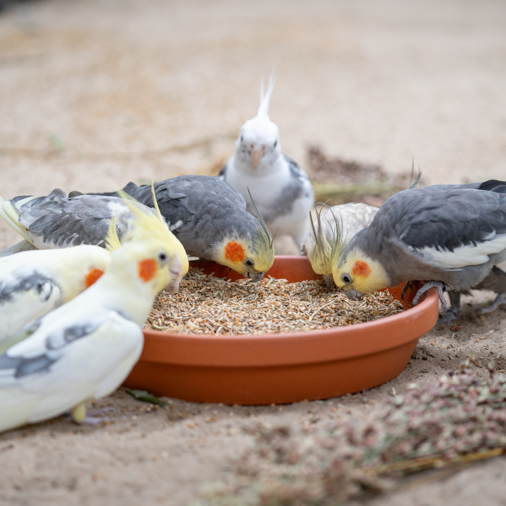 nymphensittich-wegweiser-mischung-nymphensittichfutter-2