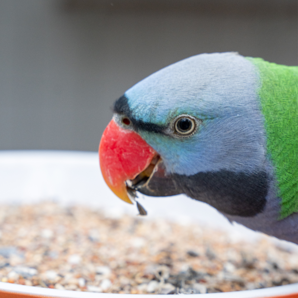 grosssittich-spezial-chinasittich-grosssitttichfutter