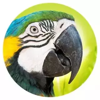 Geeignet-fuer-14-Aras