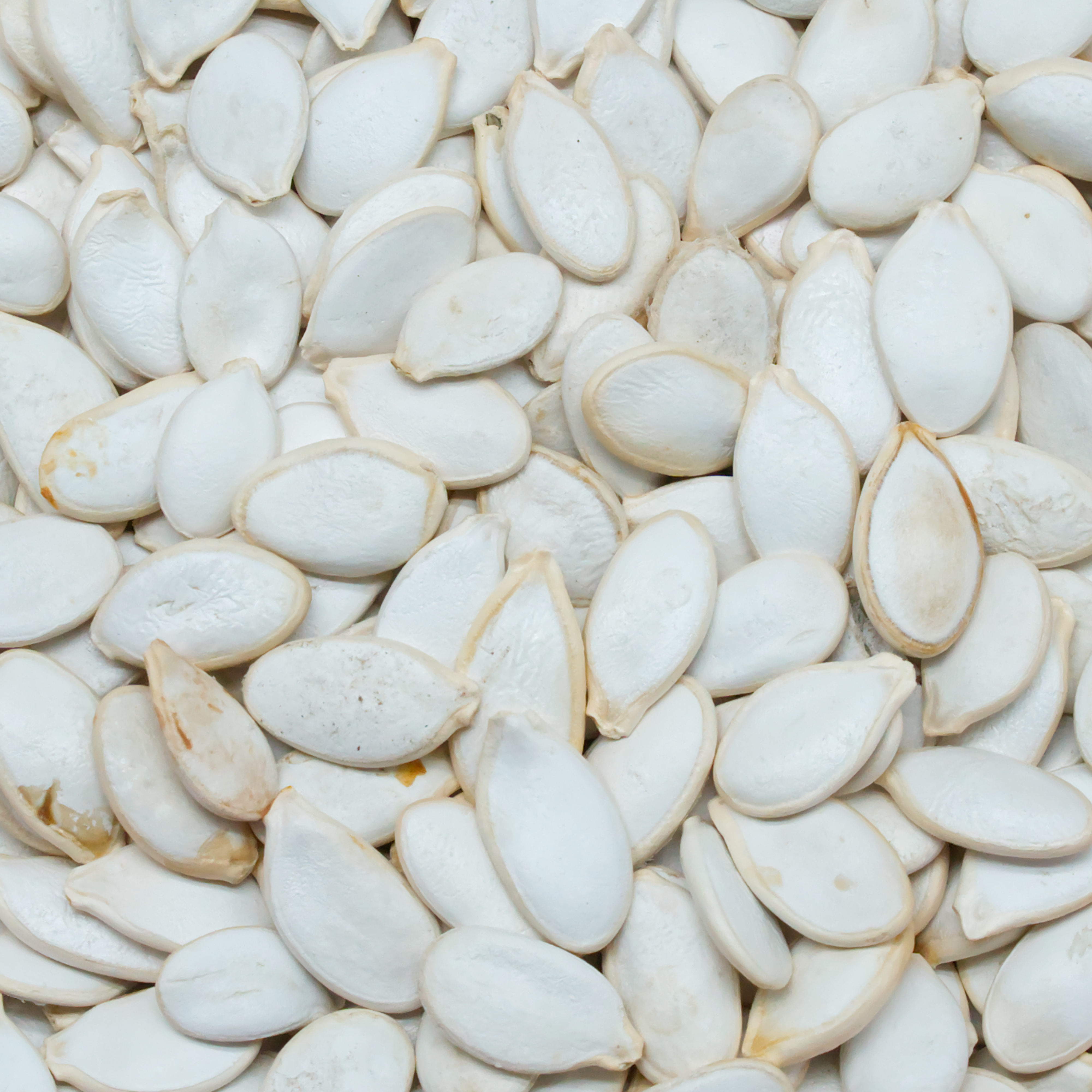 kuerbiskerne-weiss-einzelfutter-fuer-voegel-koernerbude1 Kürbiskerne, weiß