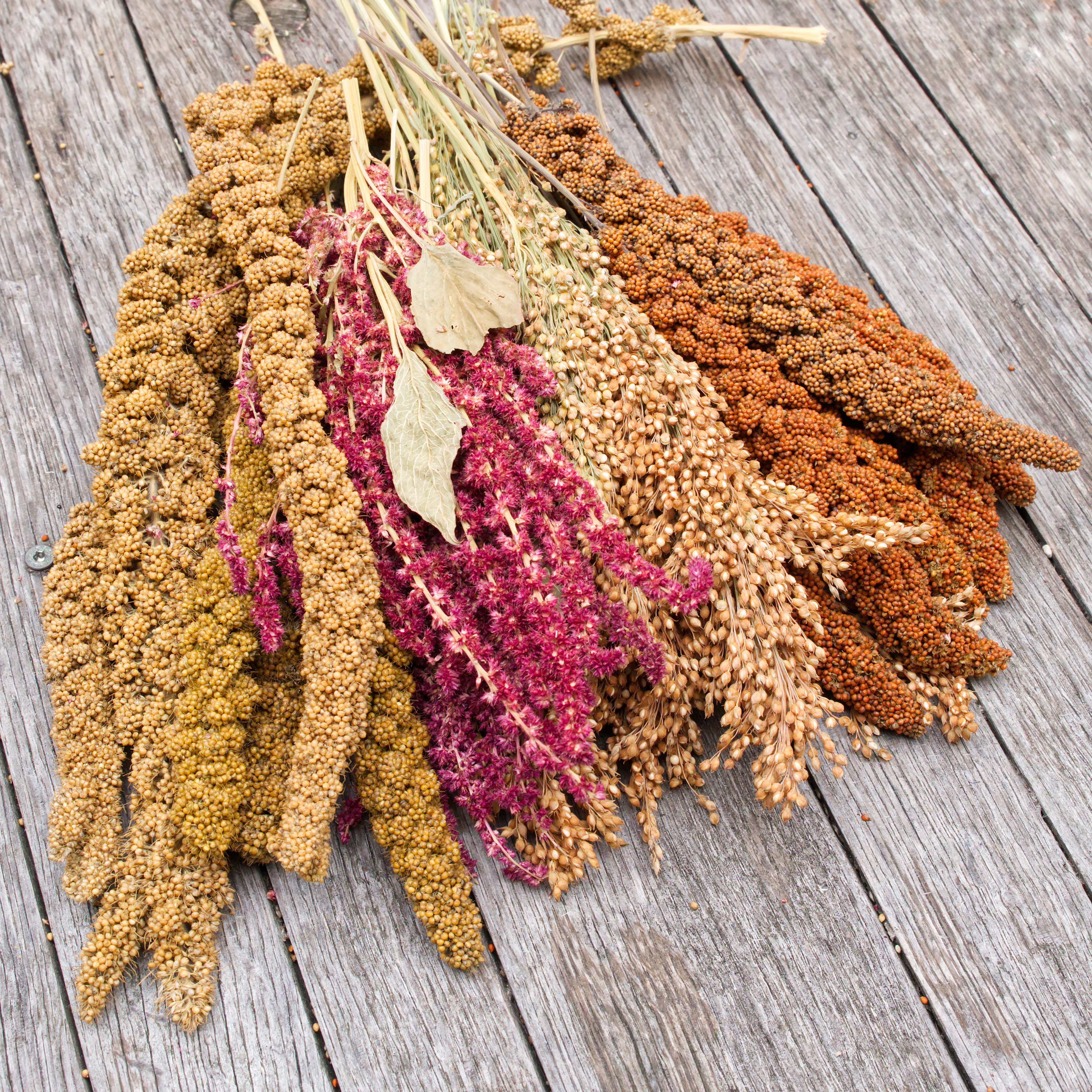 kolbenbhirse-quartett-wellensittiche-nymphensittiche HirseQuartett, 500g