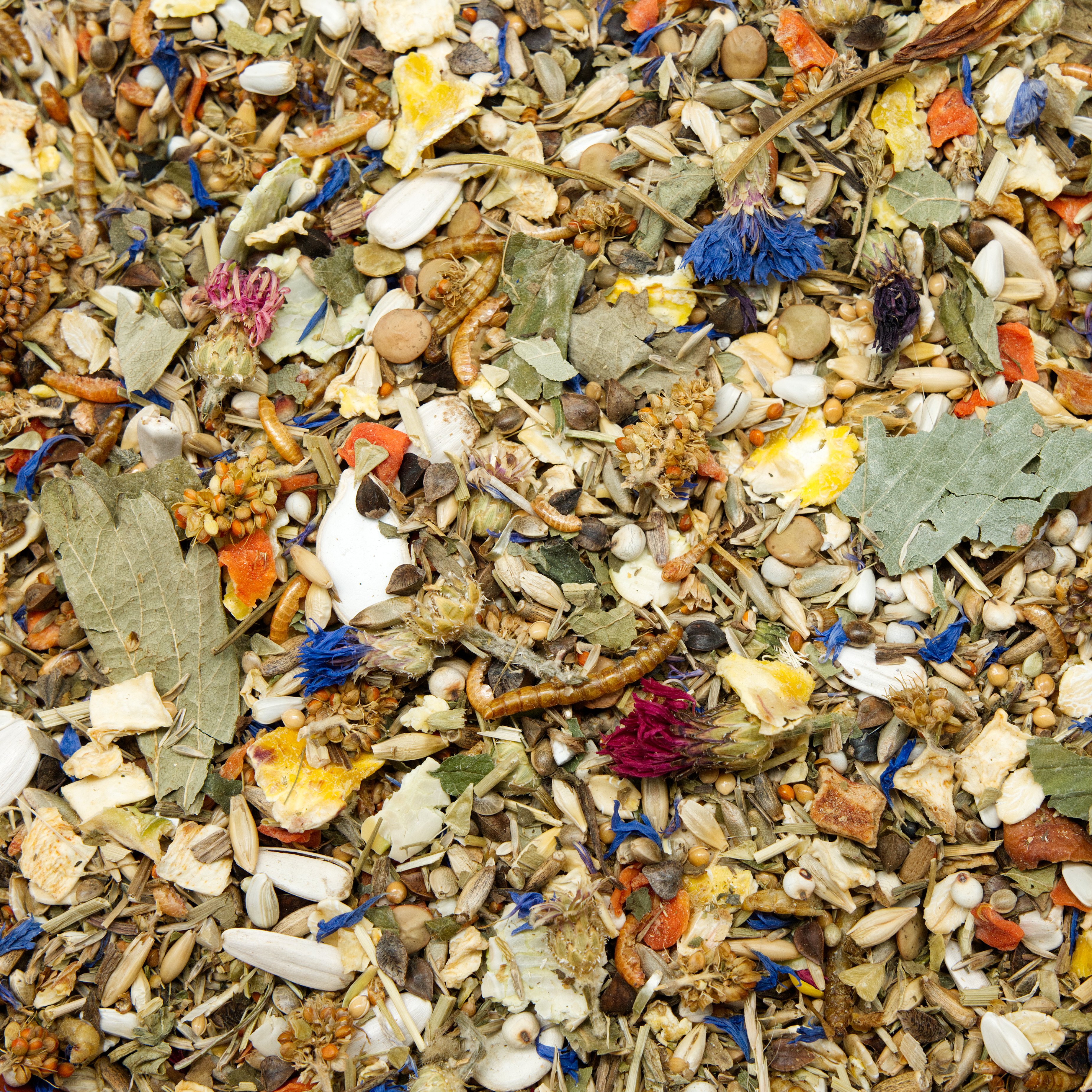 Goldhamster Natur Spezial