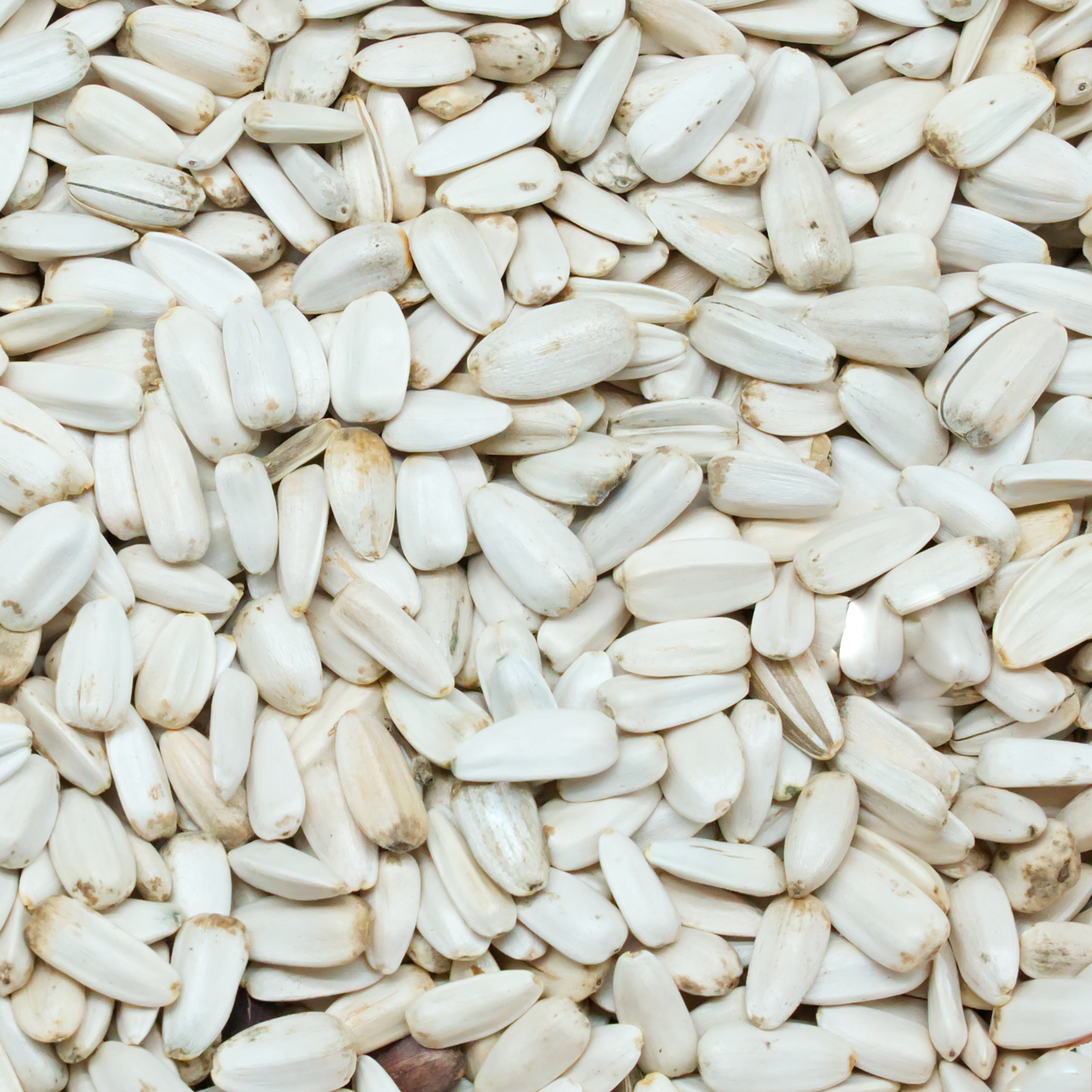 sonnenblumenkerne-weiss-einzelfutter-fuer-voegel-koernerbude1 Sonnenblumenkerne, weiß