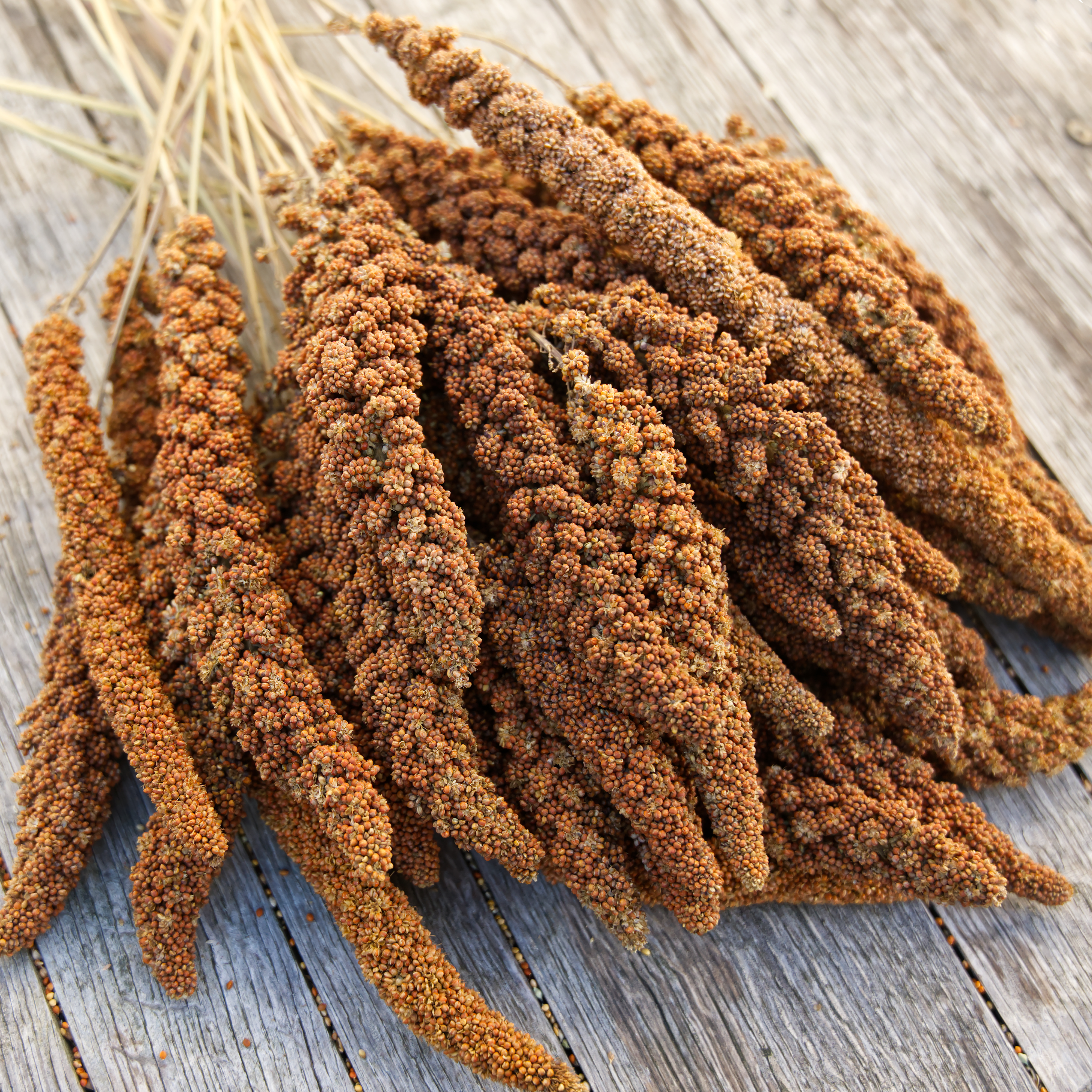 Kolbenhirse, französisch rot