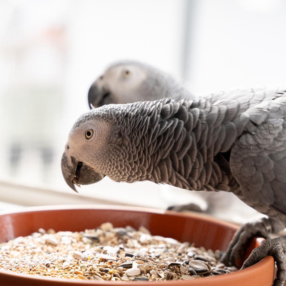 morgen-muesli-graupapagei-graupapageienfutter2