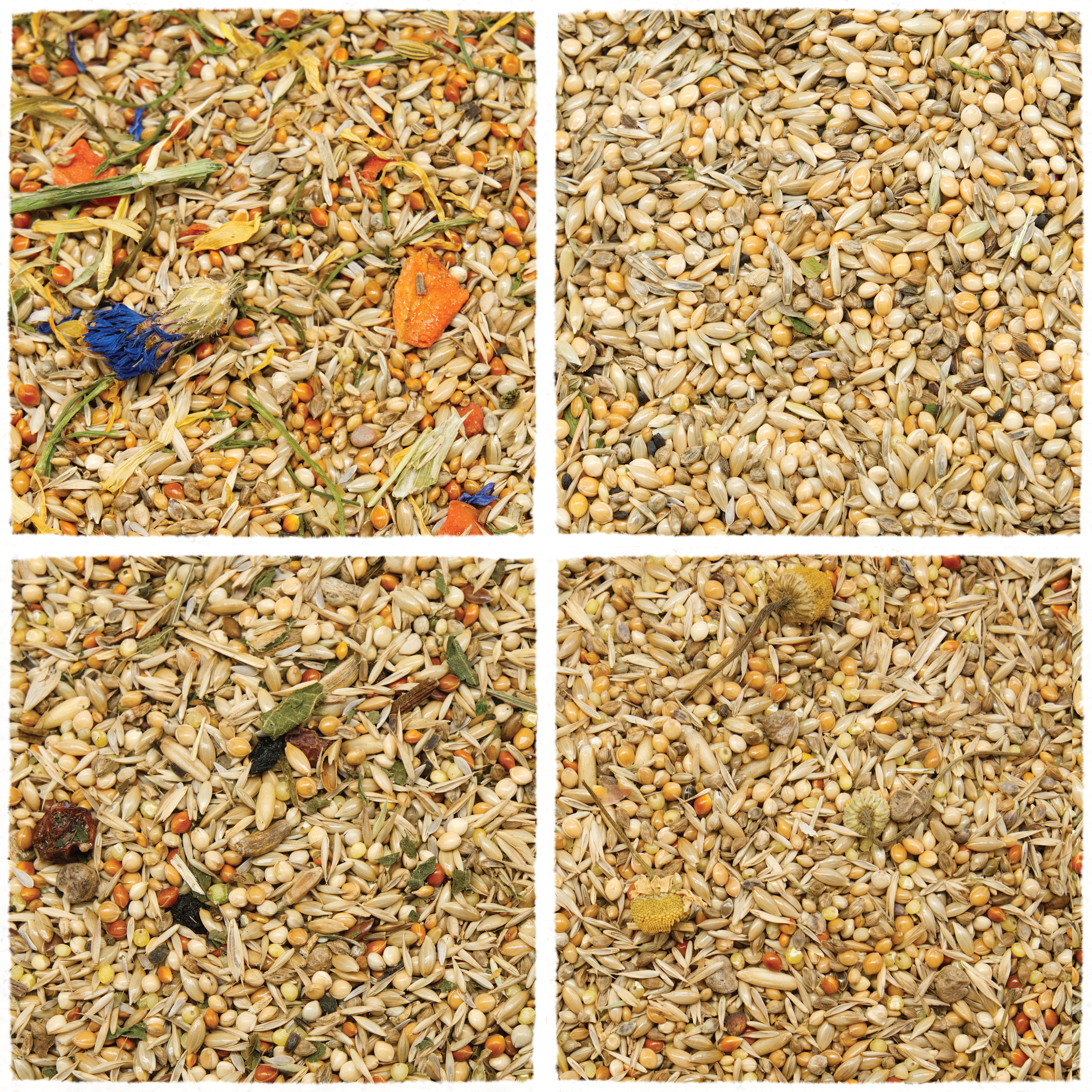 wellensittichfutter_schnupper_menue_2_koernerbude_alle_futtermischungenWmdVvjToYDYKA