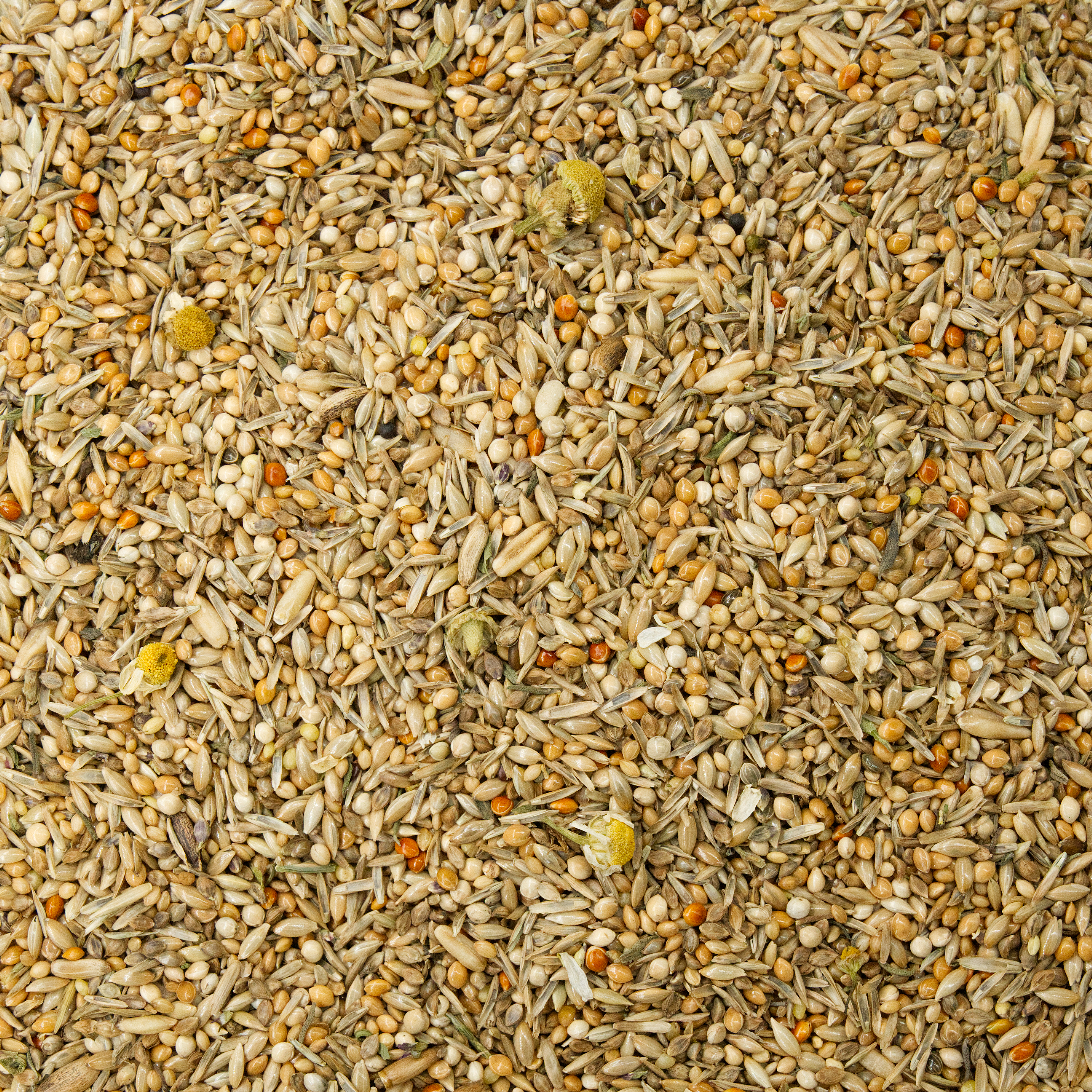 Nymphensittich Pampa