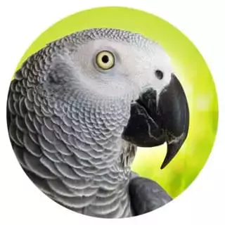 Geeignet-fuer-5-Graupapageien