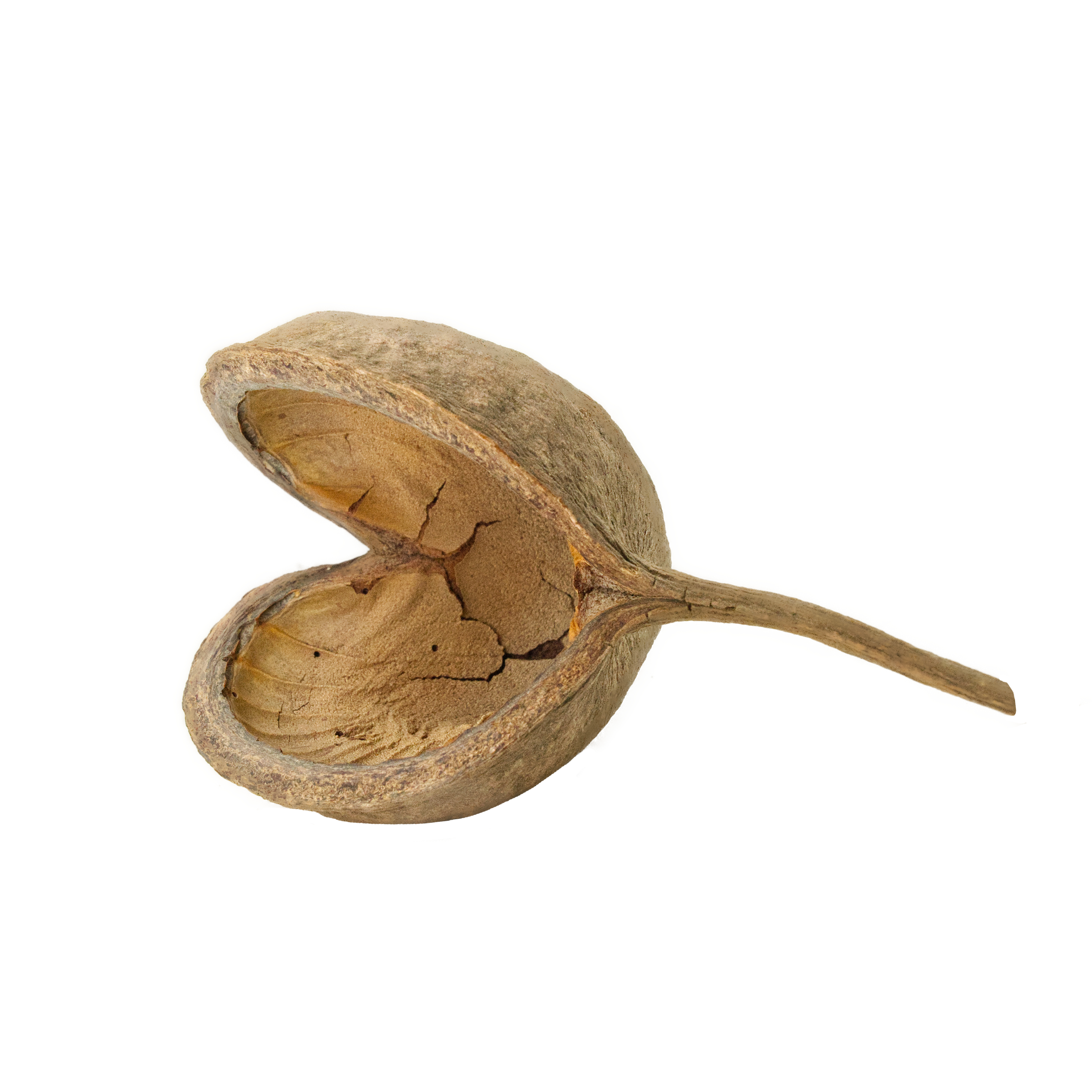 buddha_nuss_mini_fuer_voegel