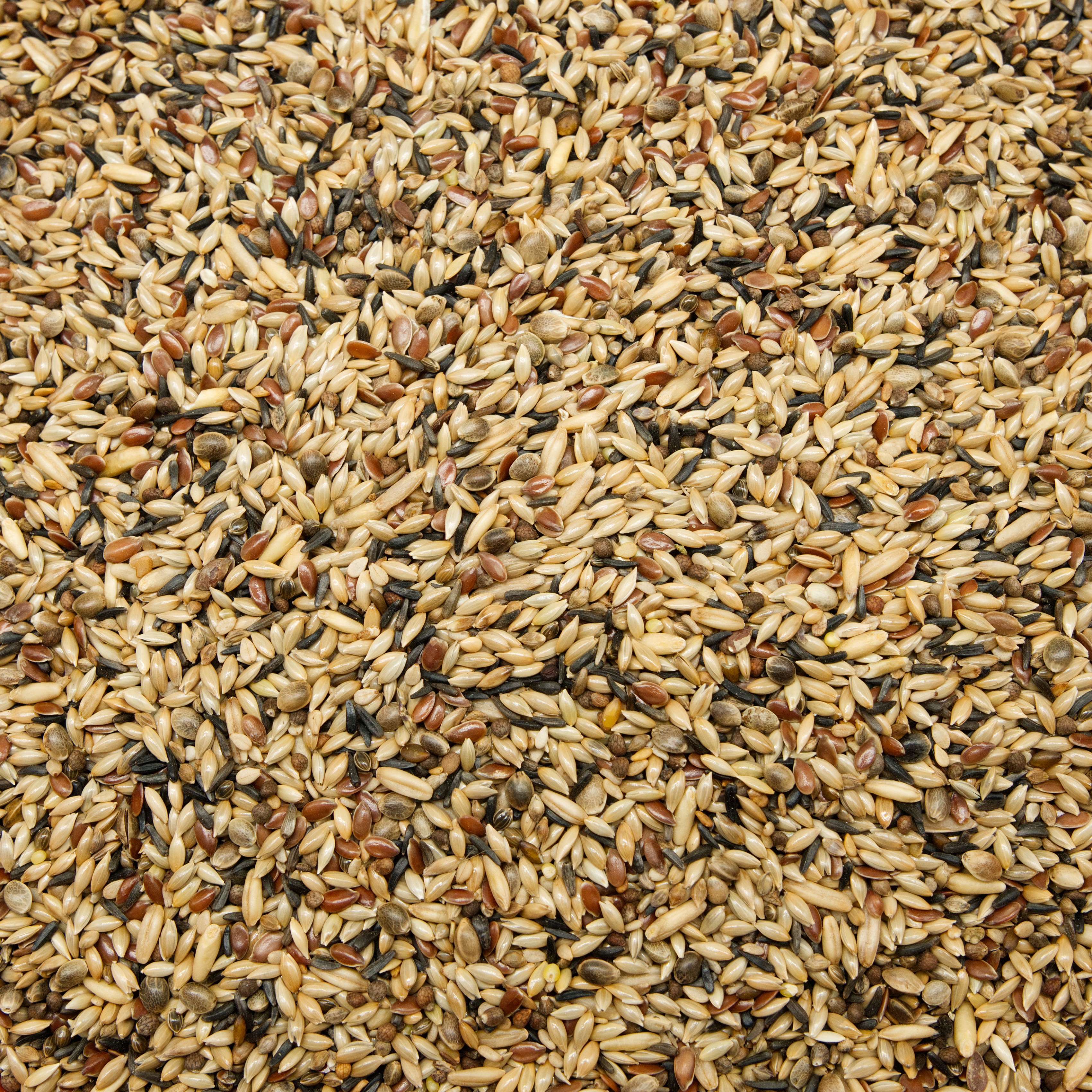 kanarien_ohne_ruebsen_kanarienfutter_koernerbude