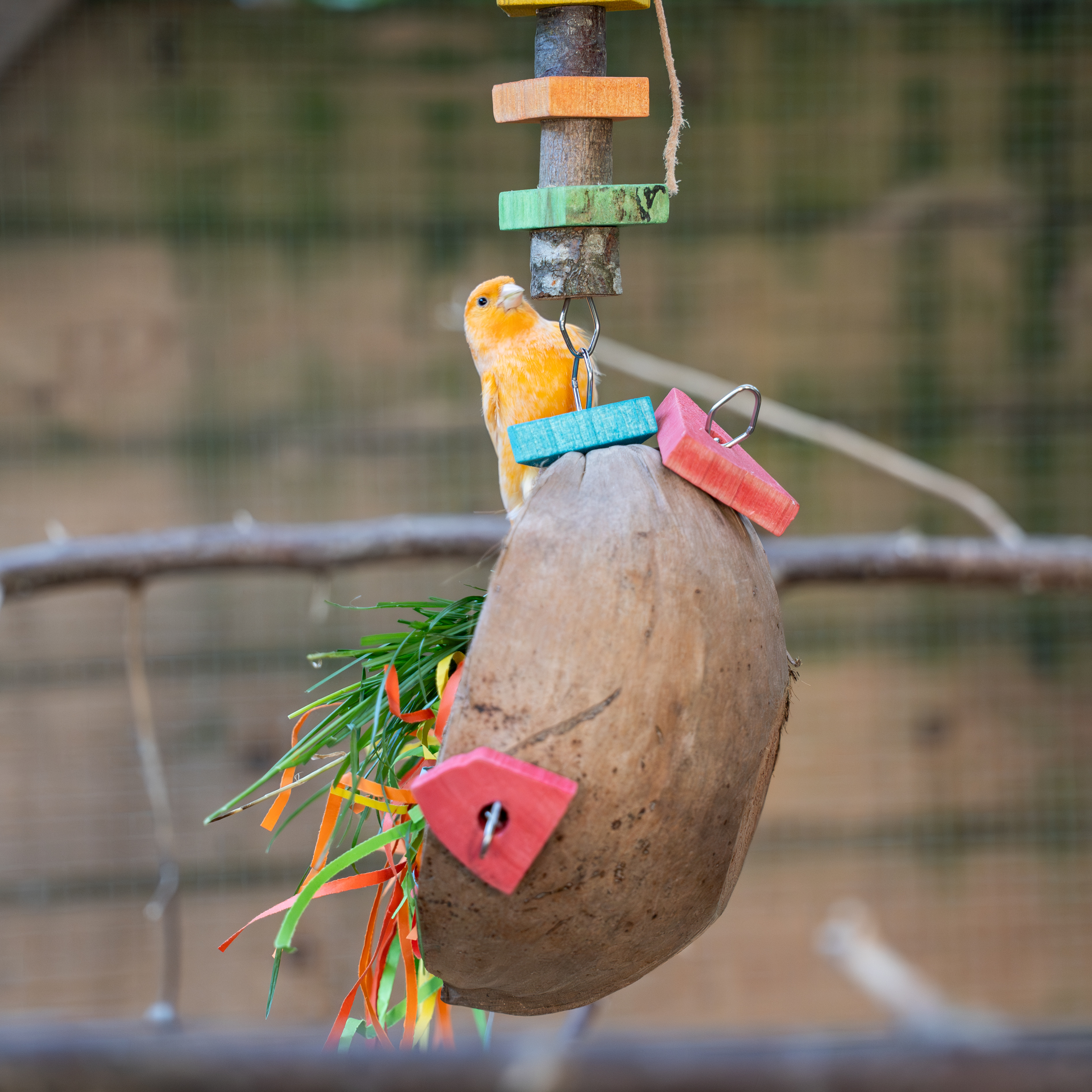Schredder Bar - wiederbefüllbare Kokosnuss mit Holz und Papierschnipseln für Papageien