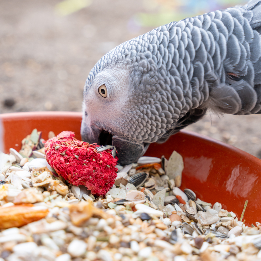 papageien-professional-papageienfutter-1 Papageien Professional