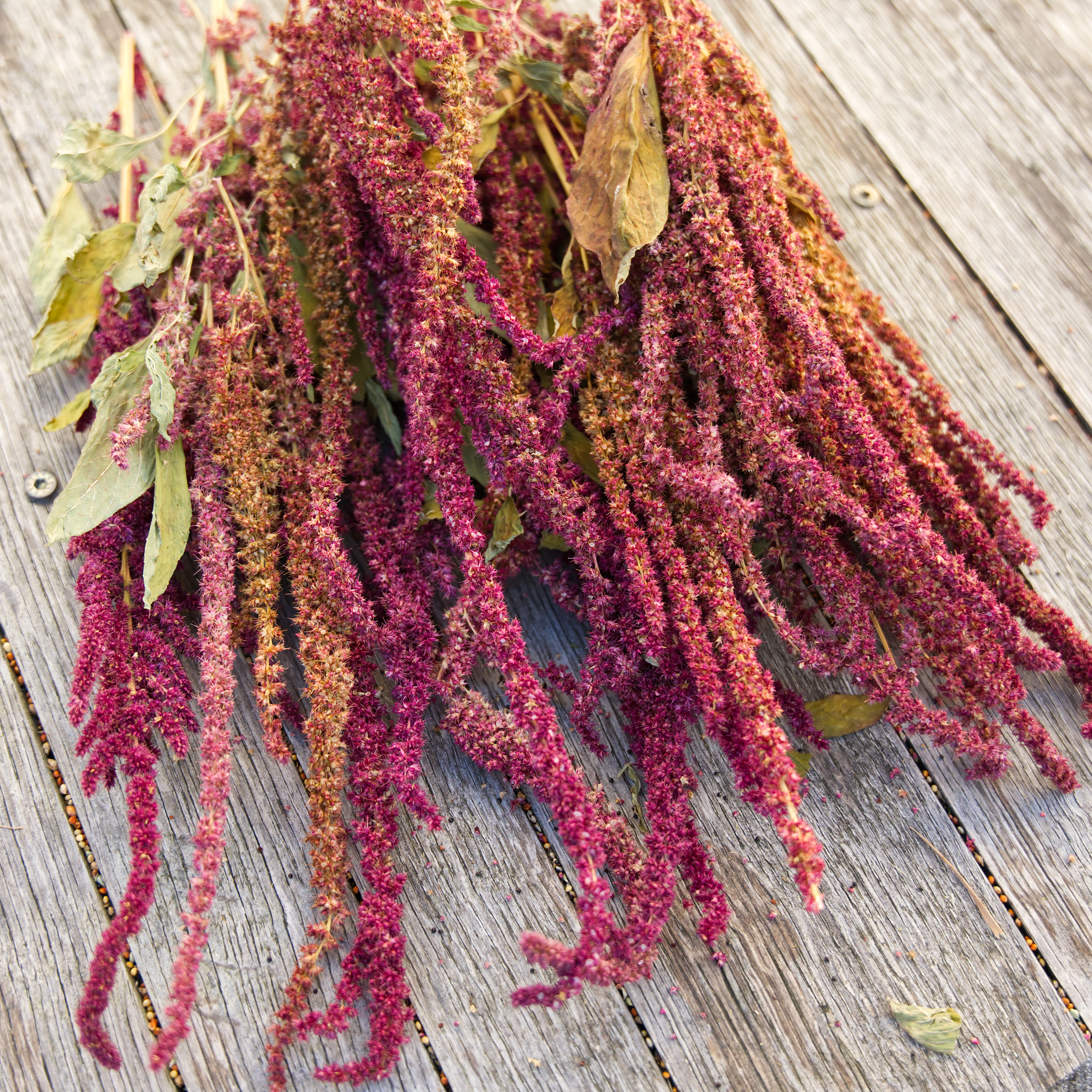 Amaranth Rispe 100g