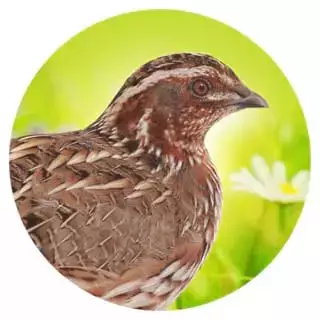 Geeignet-fuer-13-Wachteln