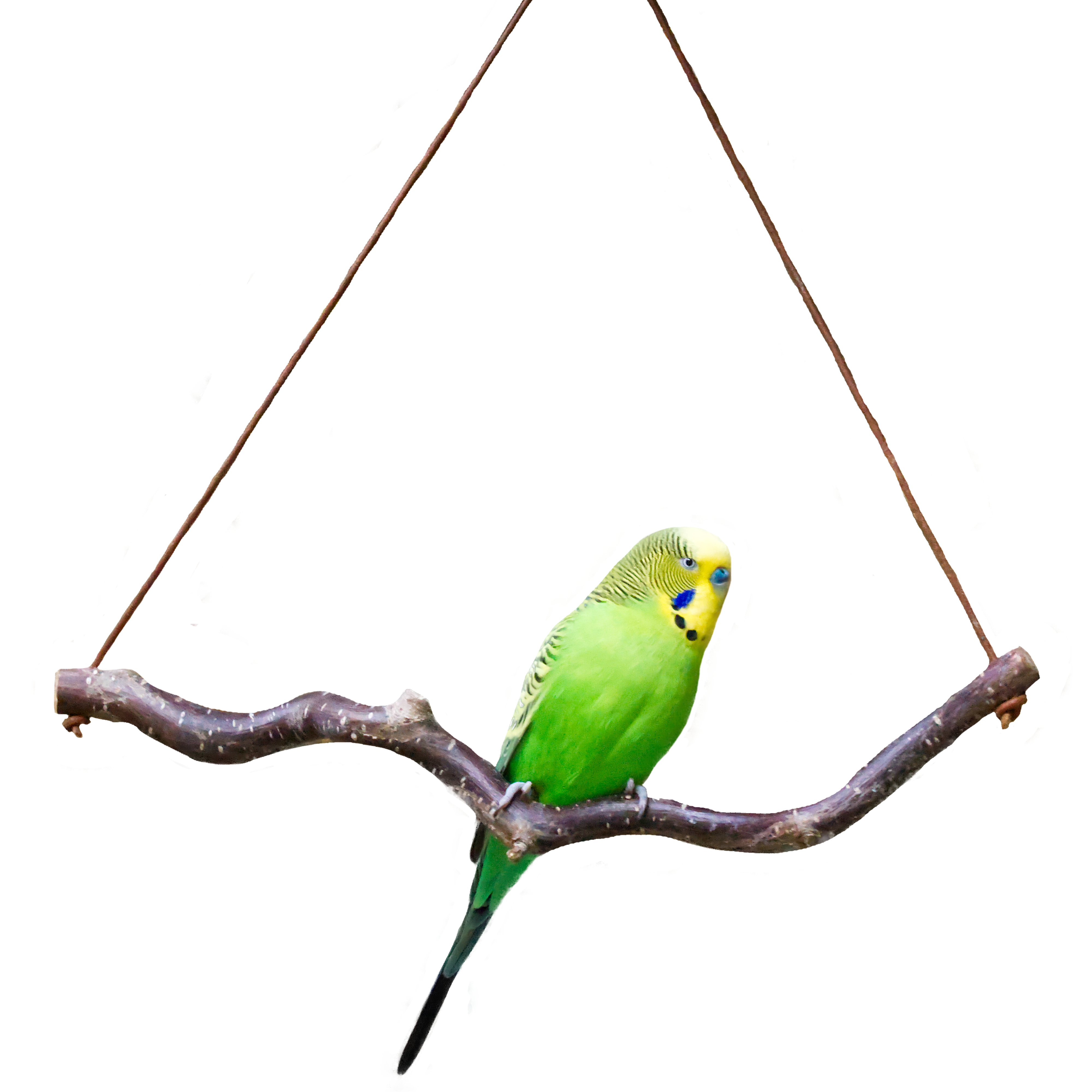 Korkenzieherhasel-Sittichschaukel