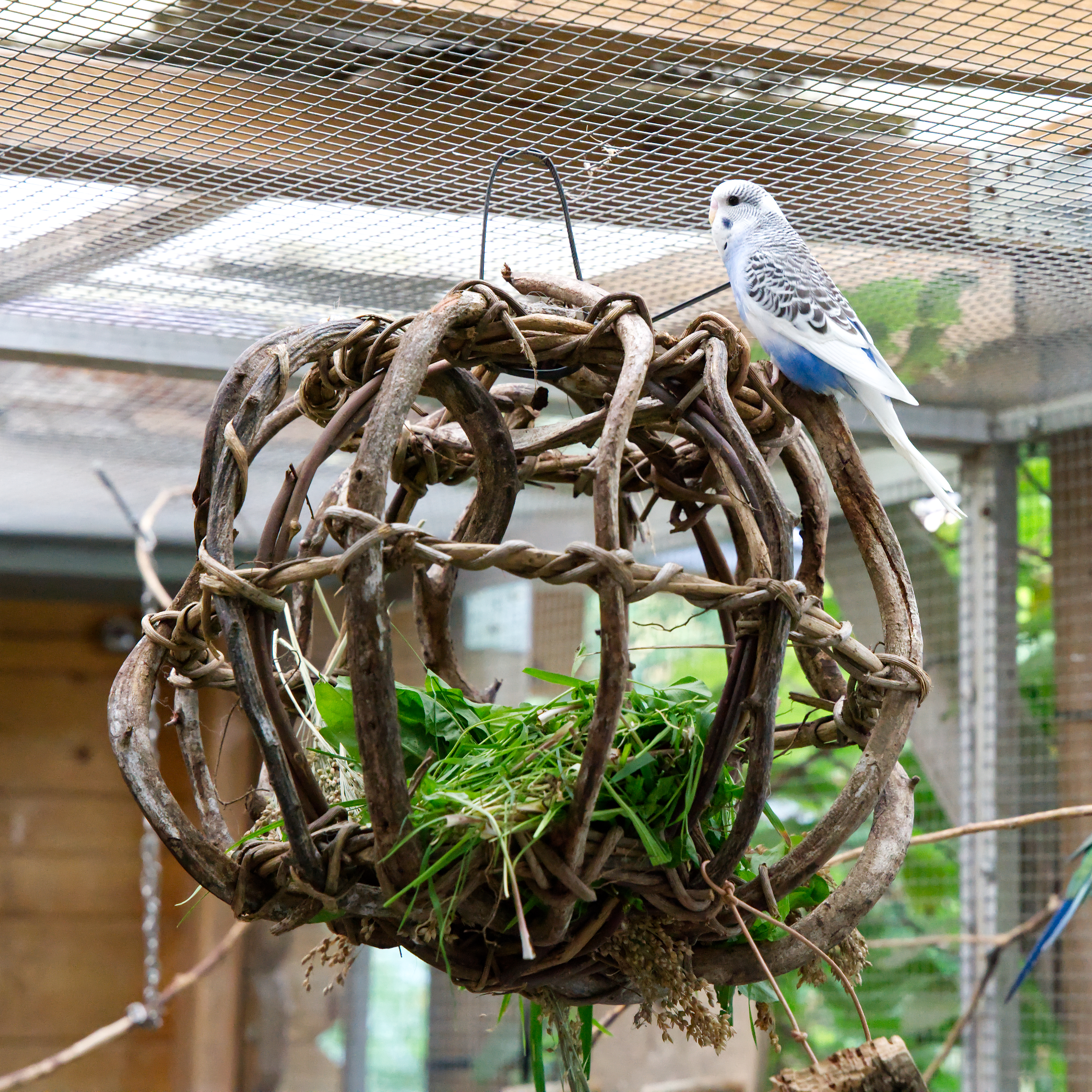 DSC01741 Kletter-Kugel aus Weinreben Ø30 cm für kleine & größere Sitticharten inkl. Aufhängung für Vogelkäfig