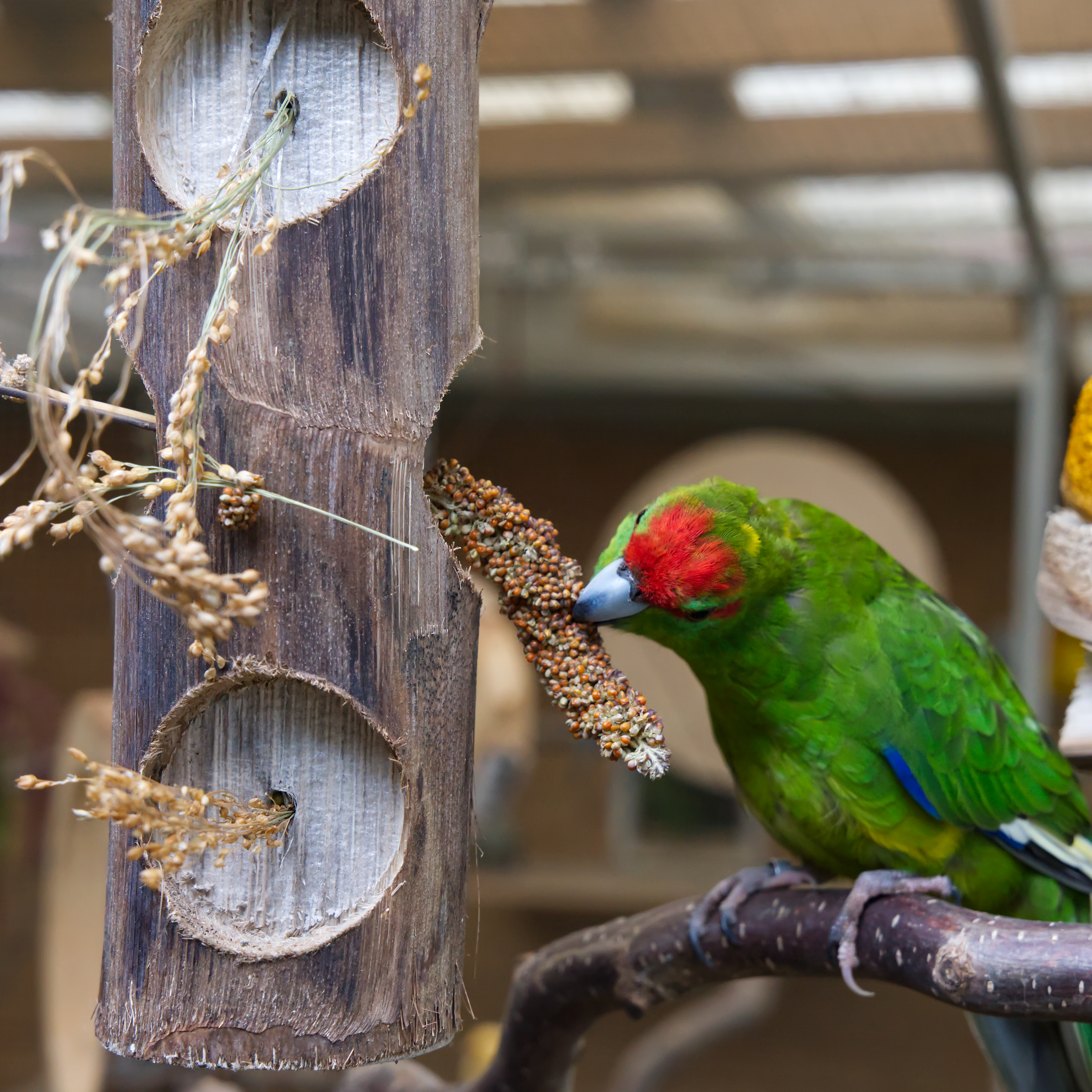 ole-jr-bird-kabob-vogelspielzeug2