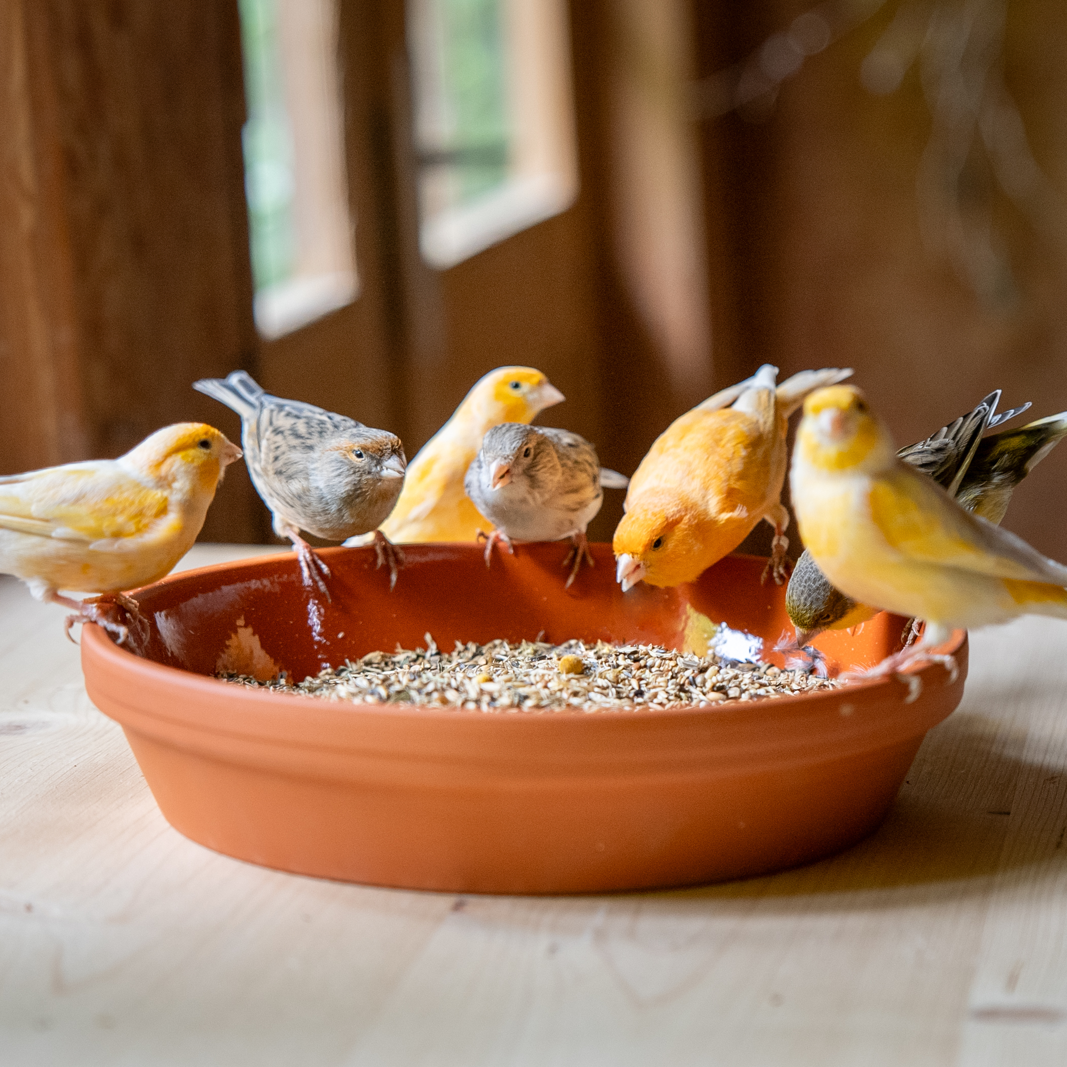 Kanarien Kräuter Spezial