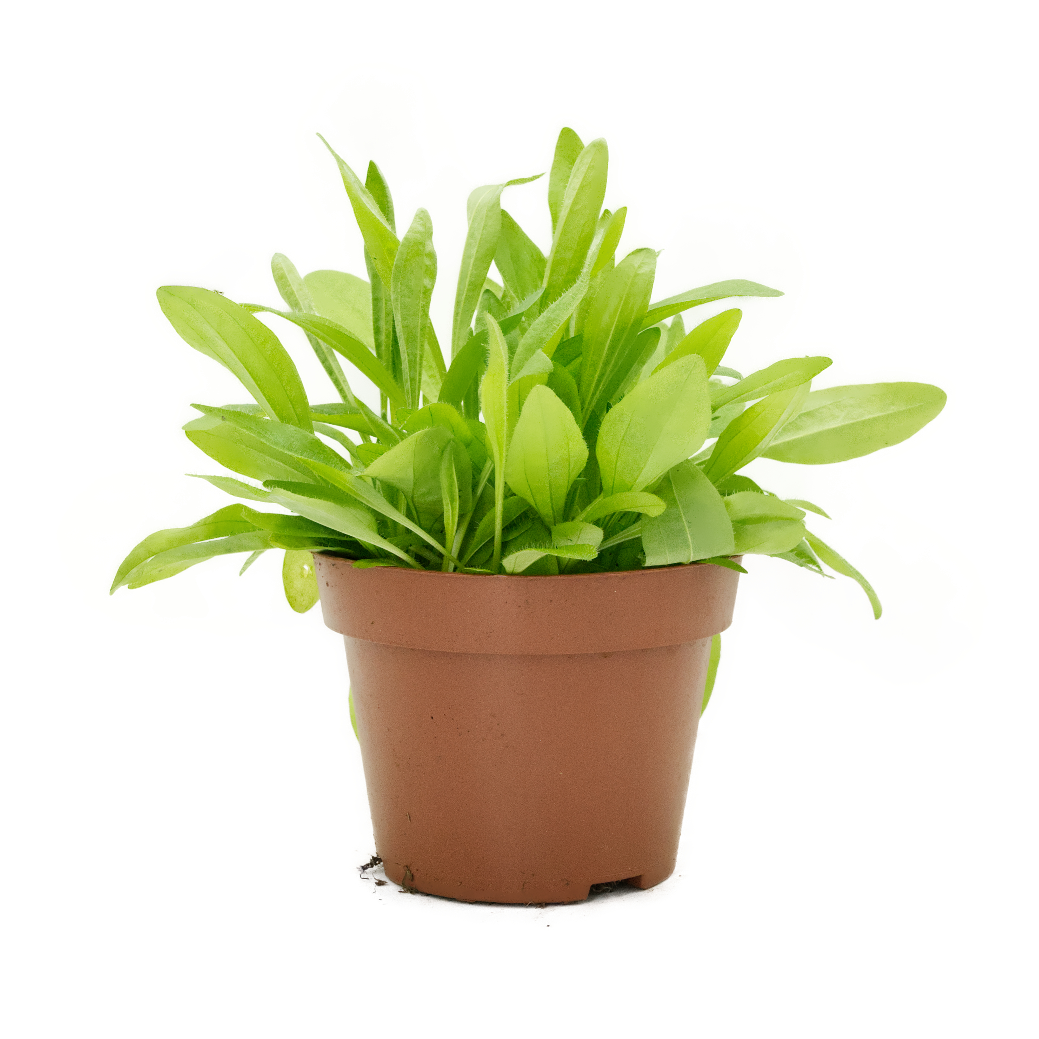 futterpflanze-fuer-voegel-spitzwegerich-koernerbude2