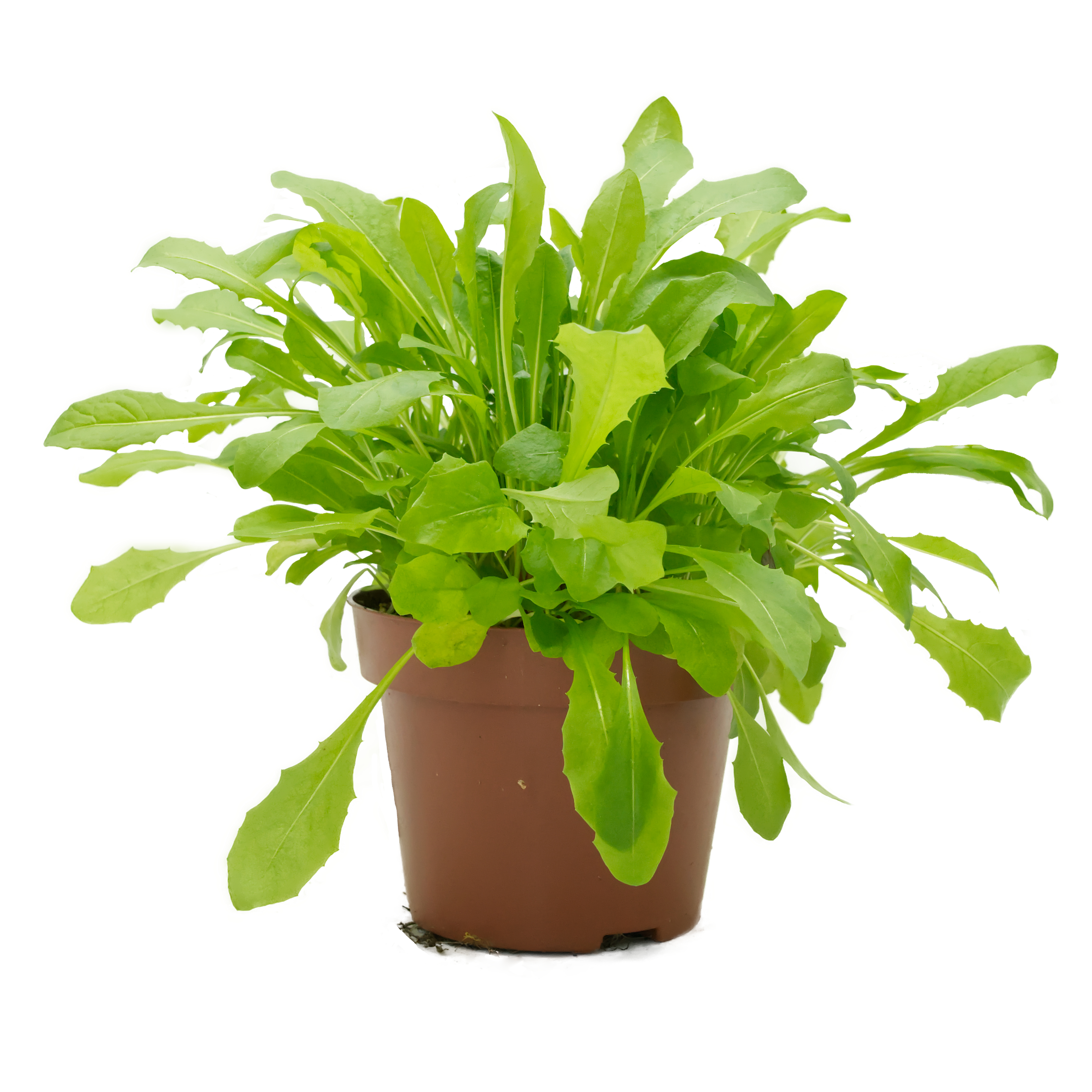 Löwenzahn, naturbelassen