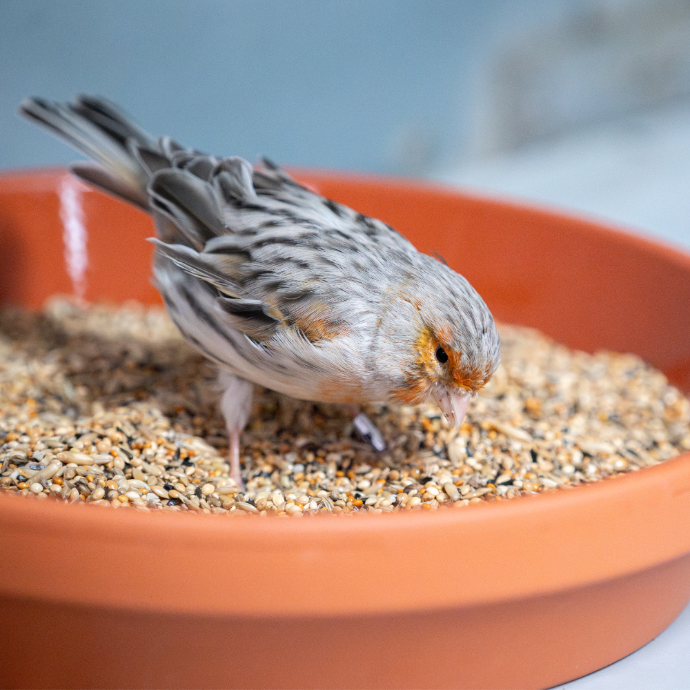 kanarien-I-kanarienfutter-2