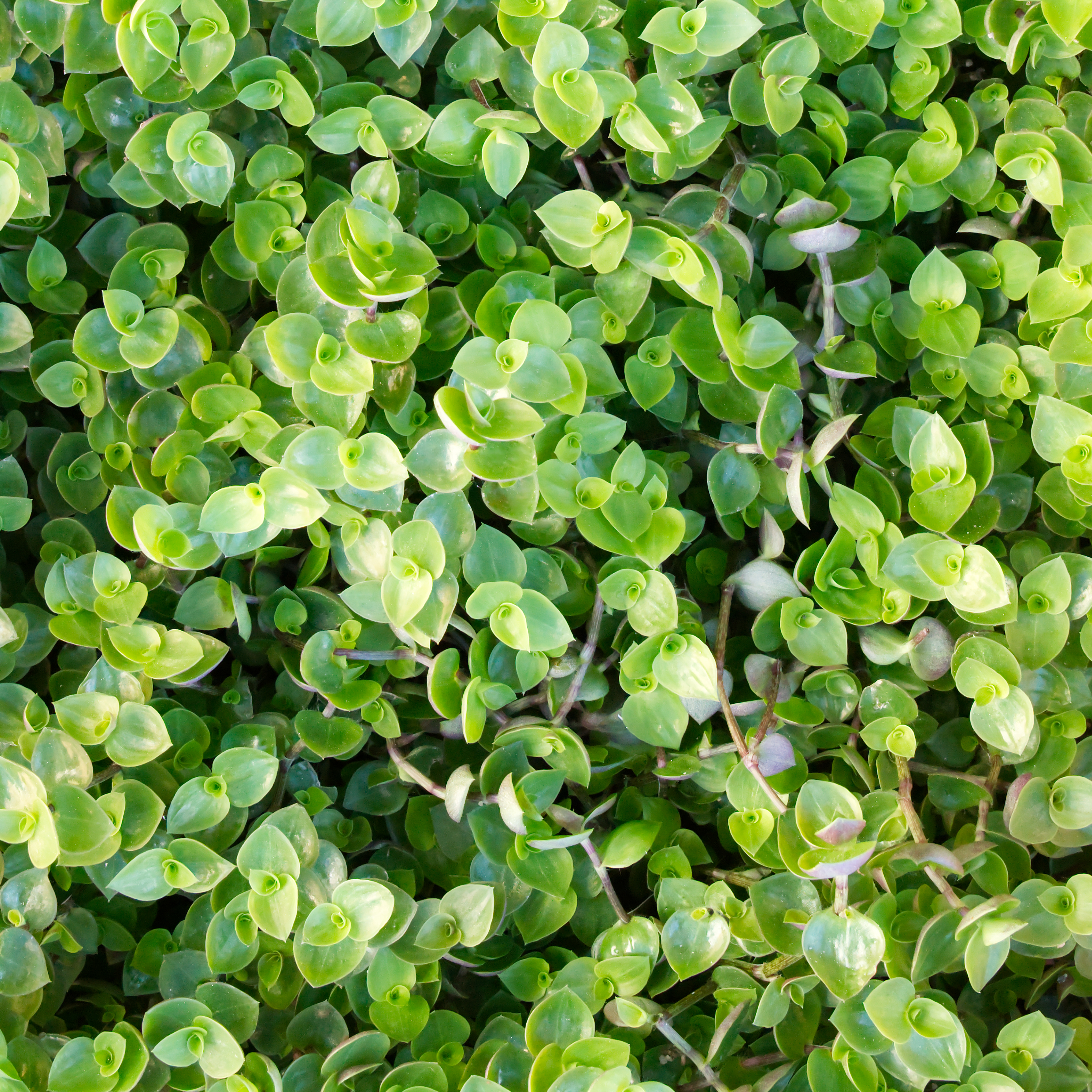 Schönpolster (Callicia), naturbelassen