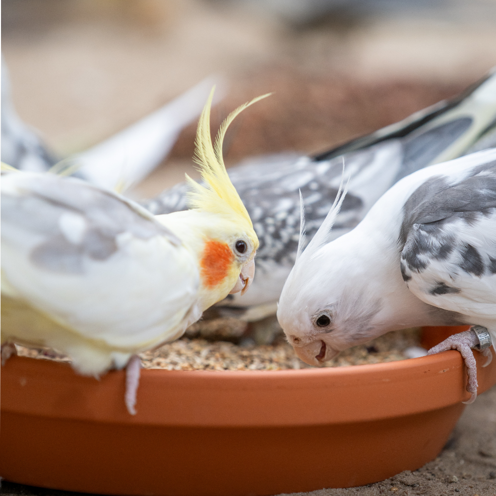 Nymphensittich Prärie