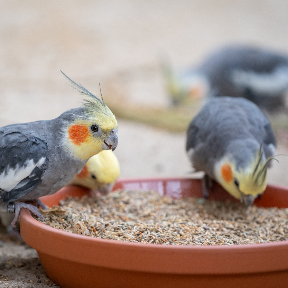 grundmischung-nymphensittich-ziegensittiche