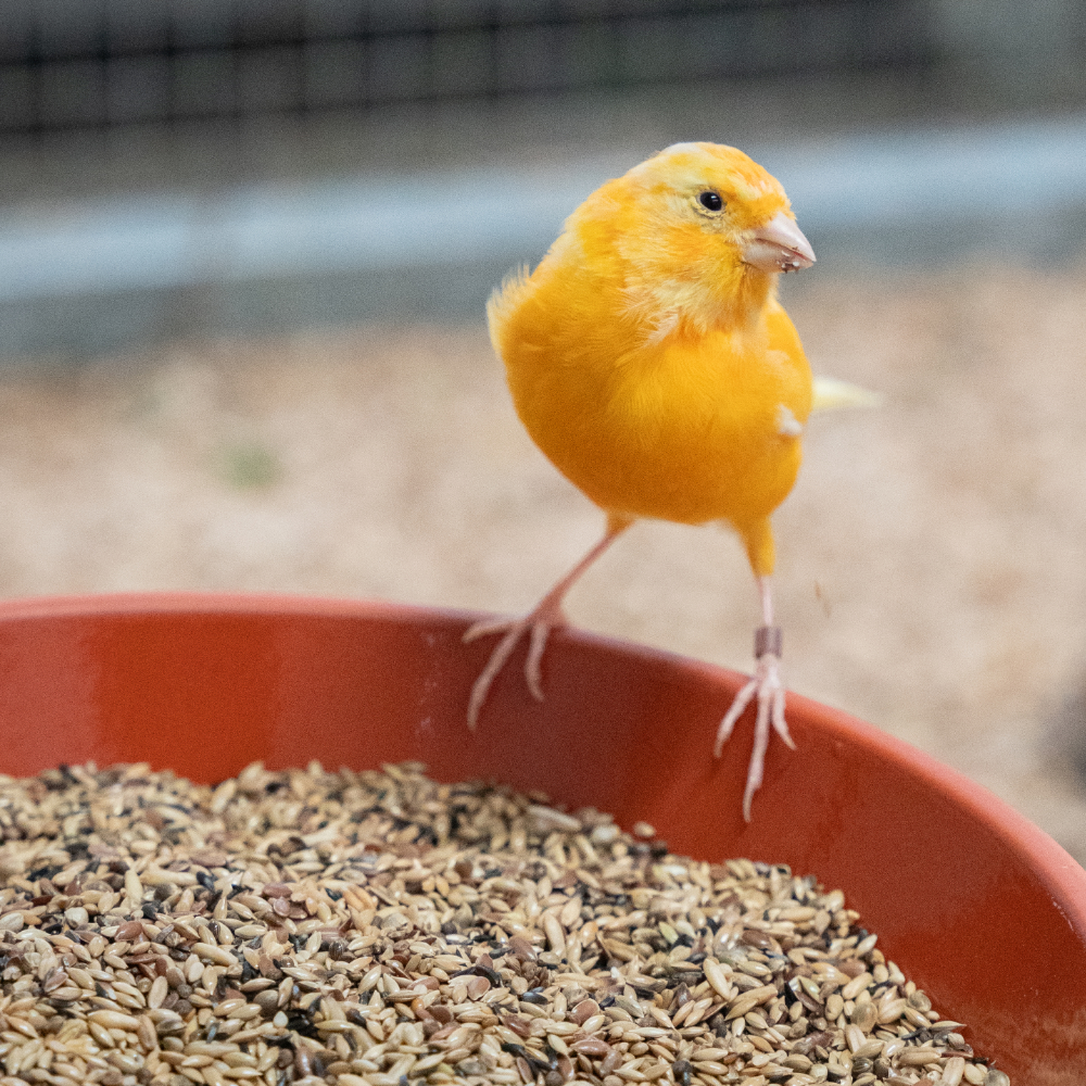 kanarien-ohne-ruebsen-kanarienfutter
